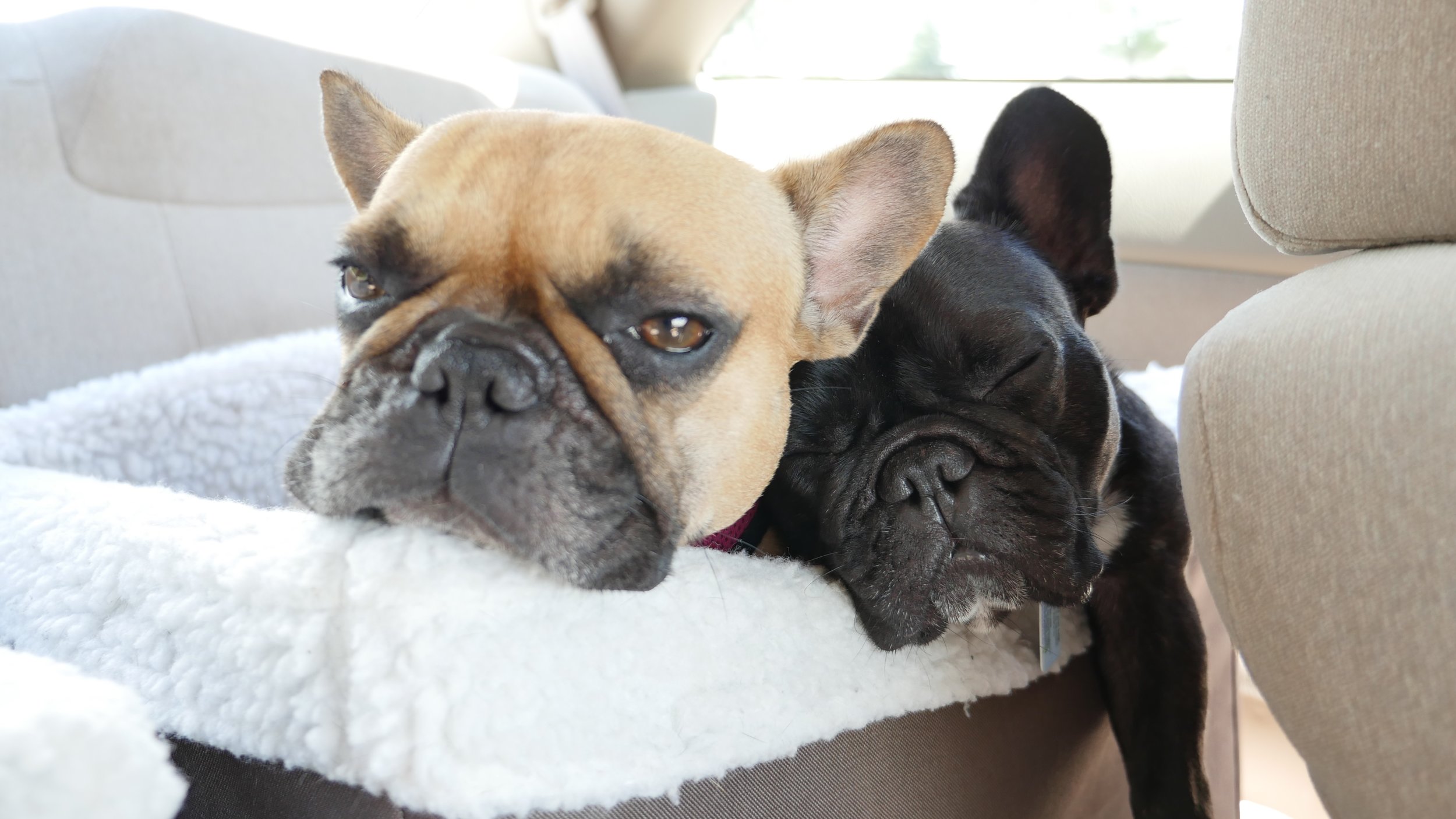 ME PLUS MIRABELLE NAPPINGTIMES INNA TRAVELBASKET!! (6 photos) 