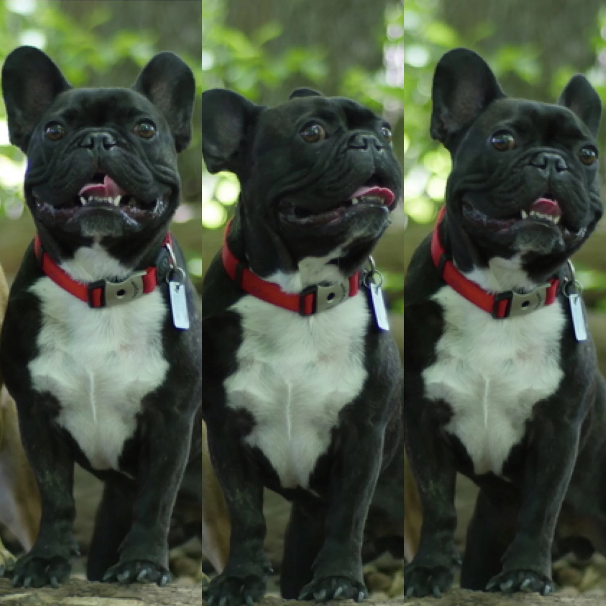 BRINDLETERM OF THE DAY: "BELLYCHUCKLE" 