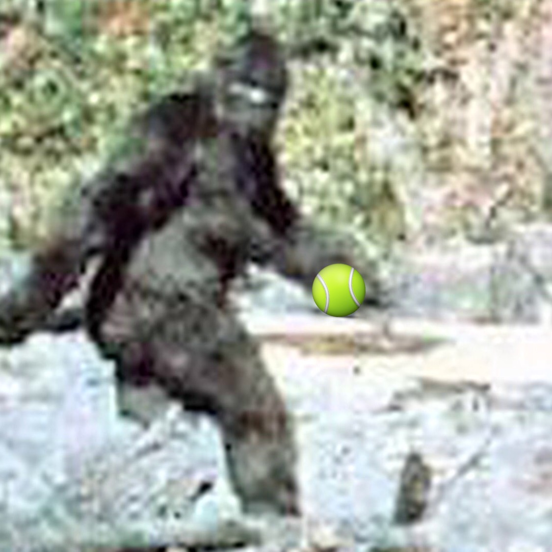 BRINDLETERM OF THE DAY: "BJORN THE TENNIS YETI"