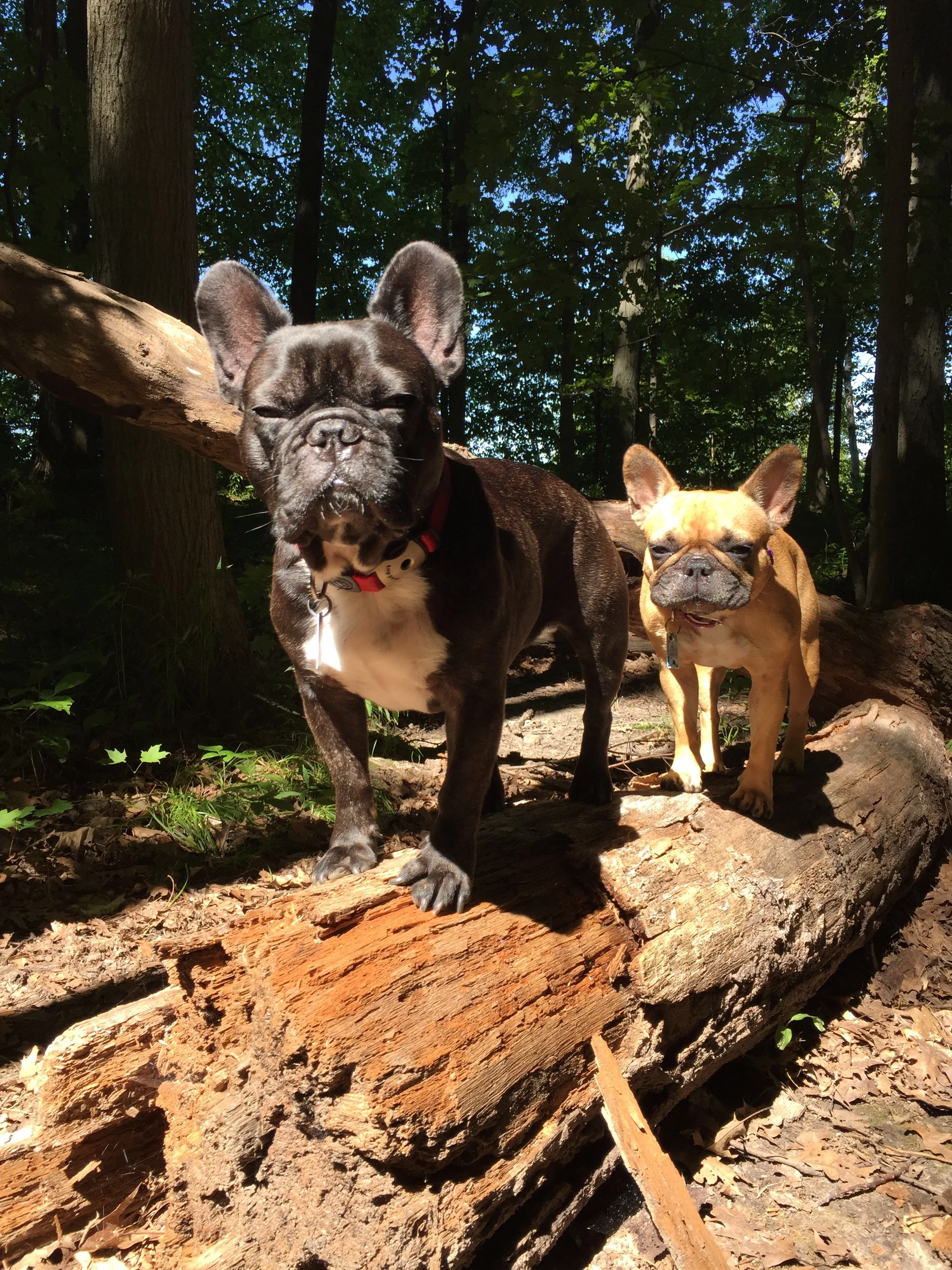 SOME SHINYNEW PICTURESTORIES FROM KOMOKA TRAILS!! (6 photos) 