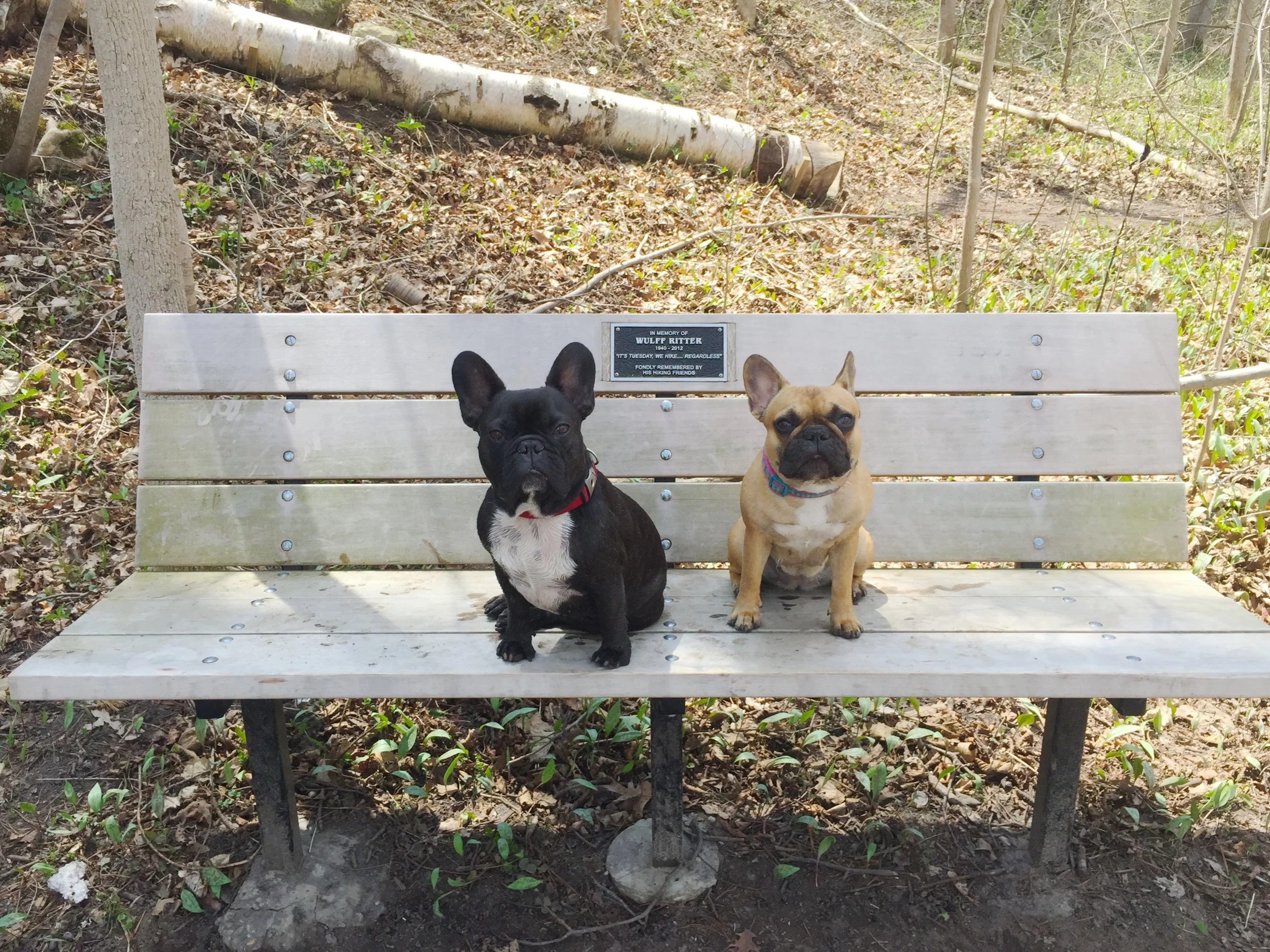 BRINDLETERM OF THE DAY: "BENCHES FOR BUTTPARTS"