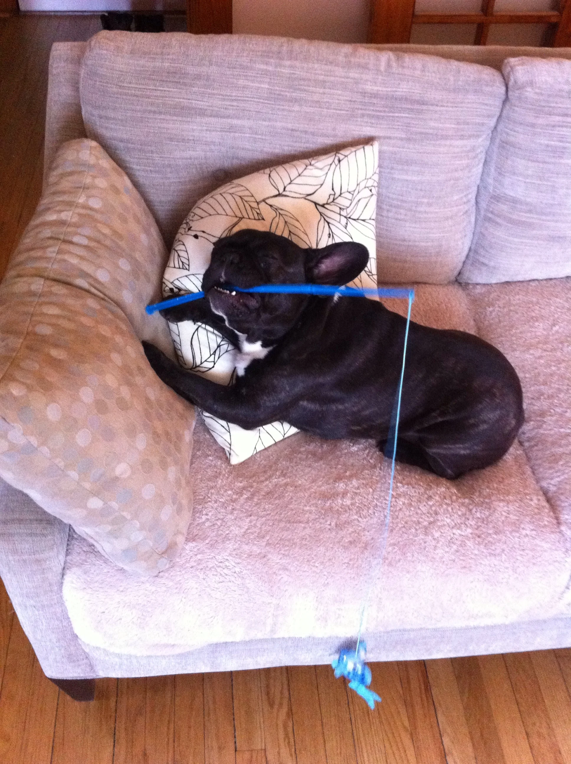 BRINDLETERM OF THE DAY: "BLOOFISH" 