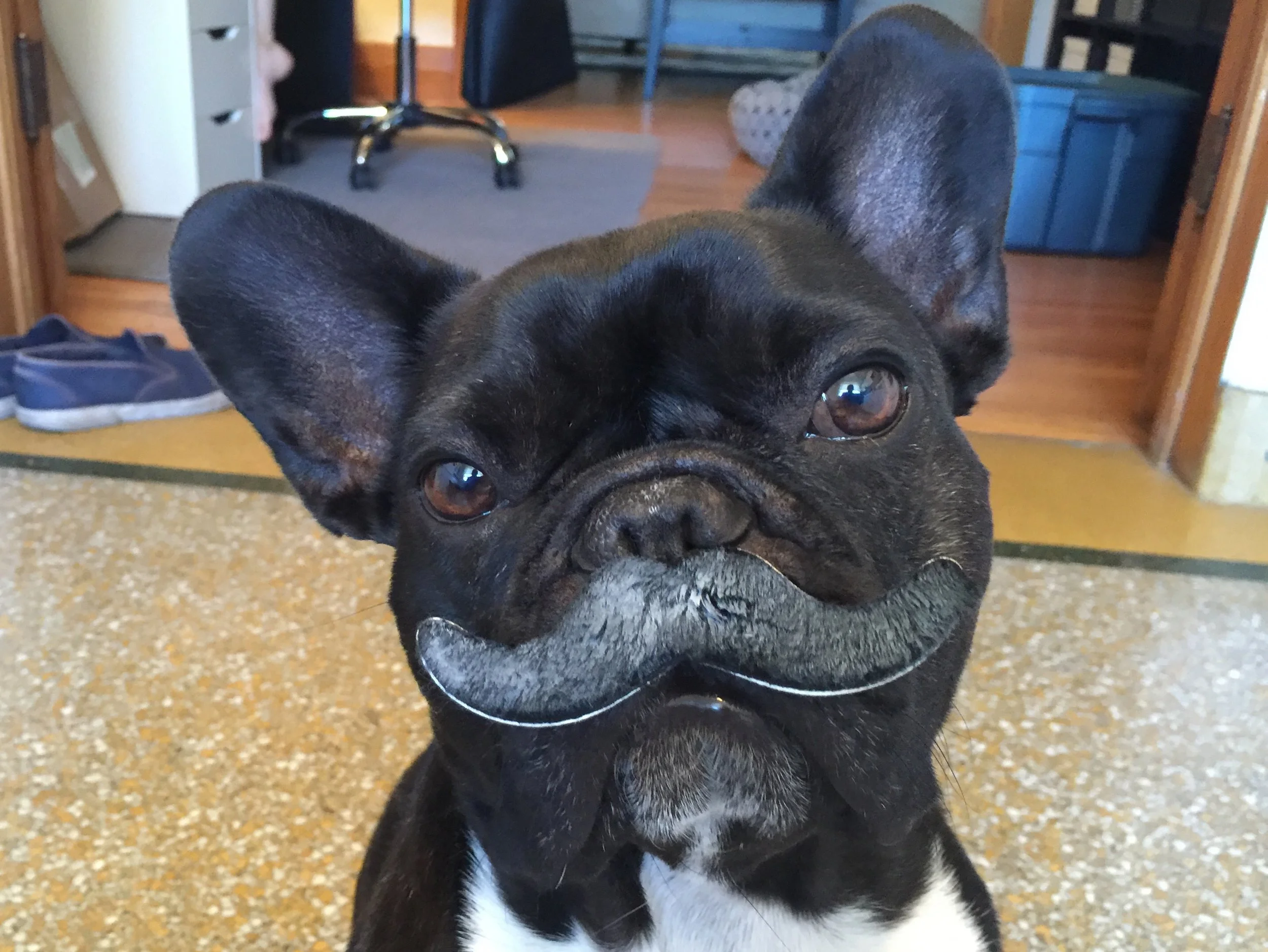 HEY, GUYS!! I MUSTACHE YOU A QUESTION!! HA! HA! (3 photos) 