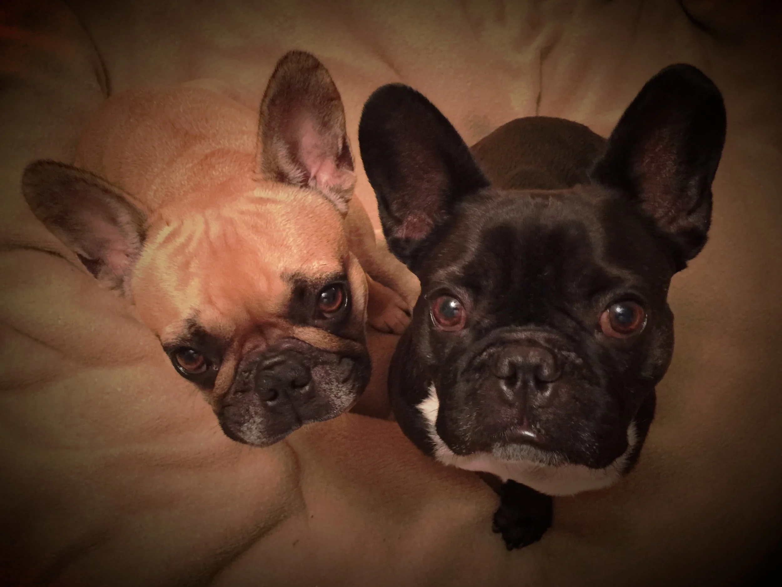 SEE YOU IN THE DREAMINGPLACE, FRIENDLYPALS!! (3 photos) 