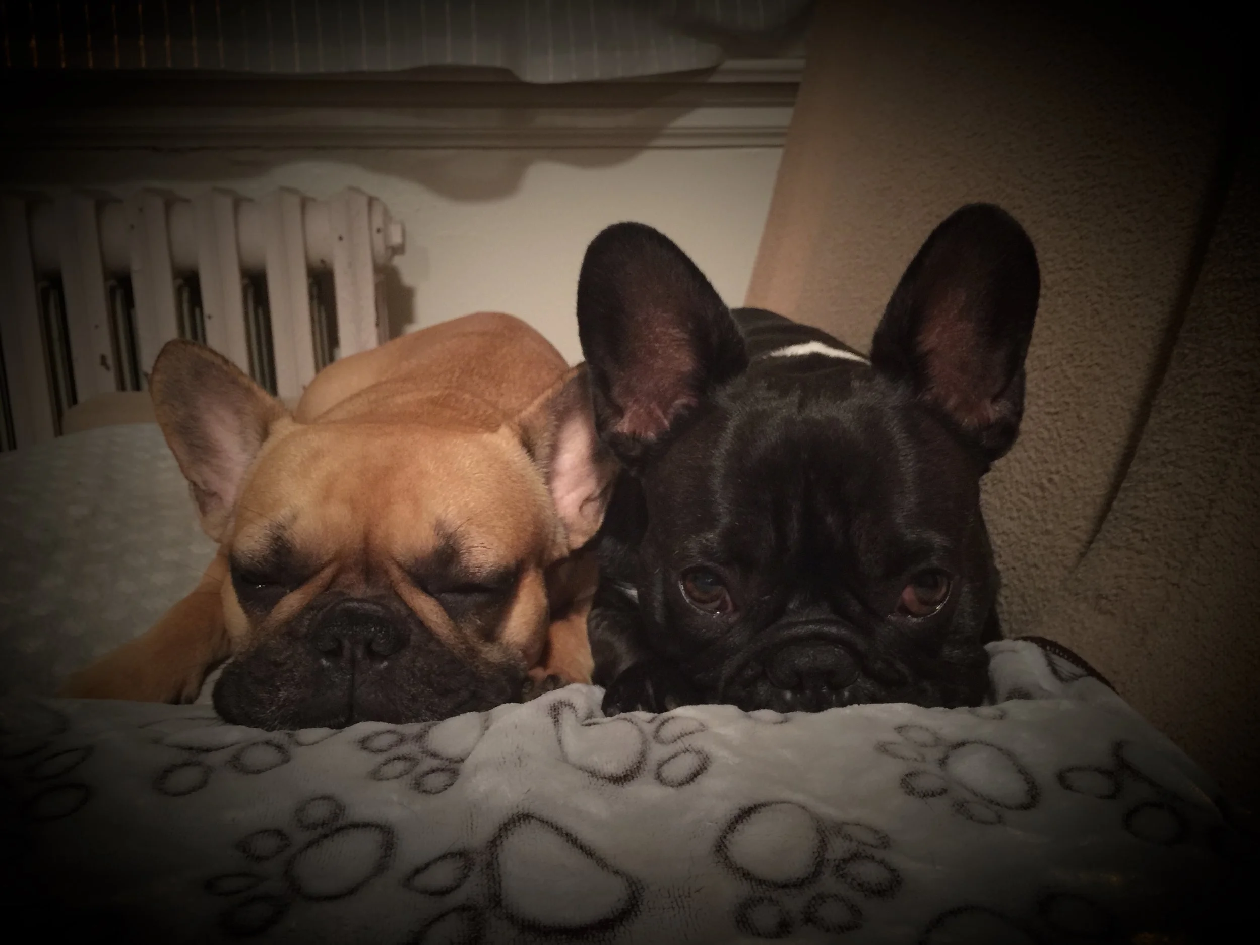 NIGHTYNIGHTIMES, EVERYBUDDY!! (3 photos) 