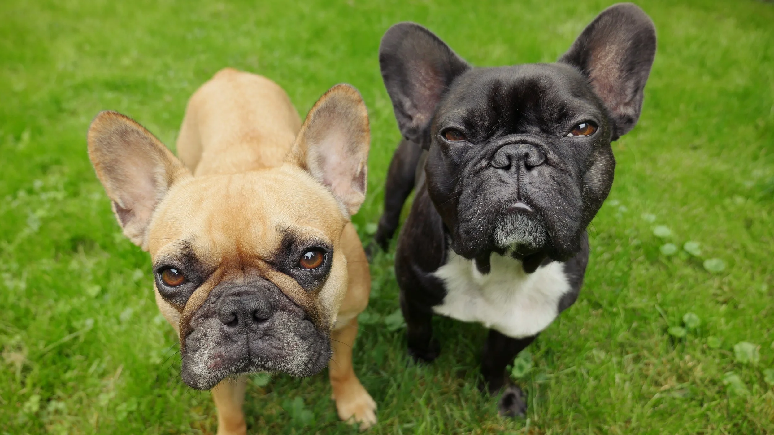 GOODMORNINGTIMES, EVERYBUDDY!! (photos and links) 