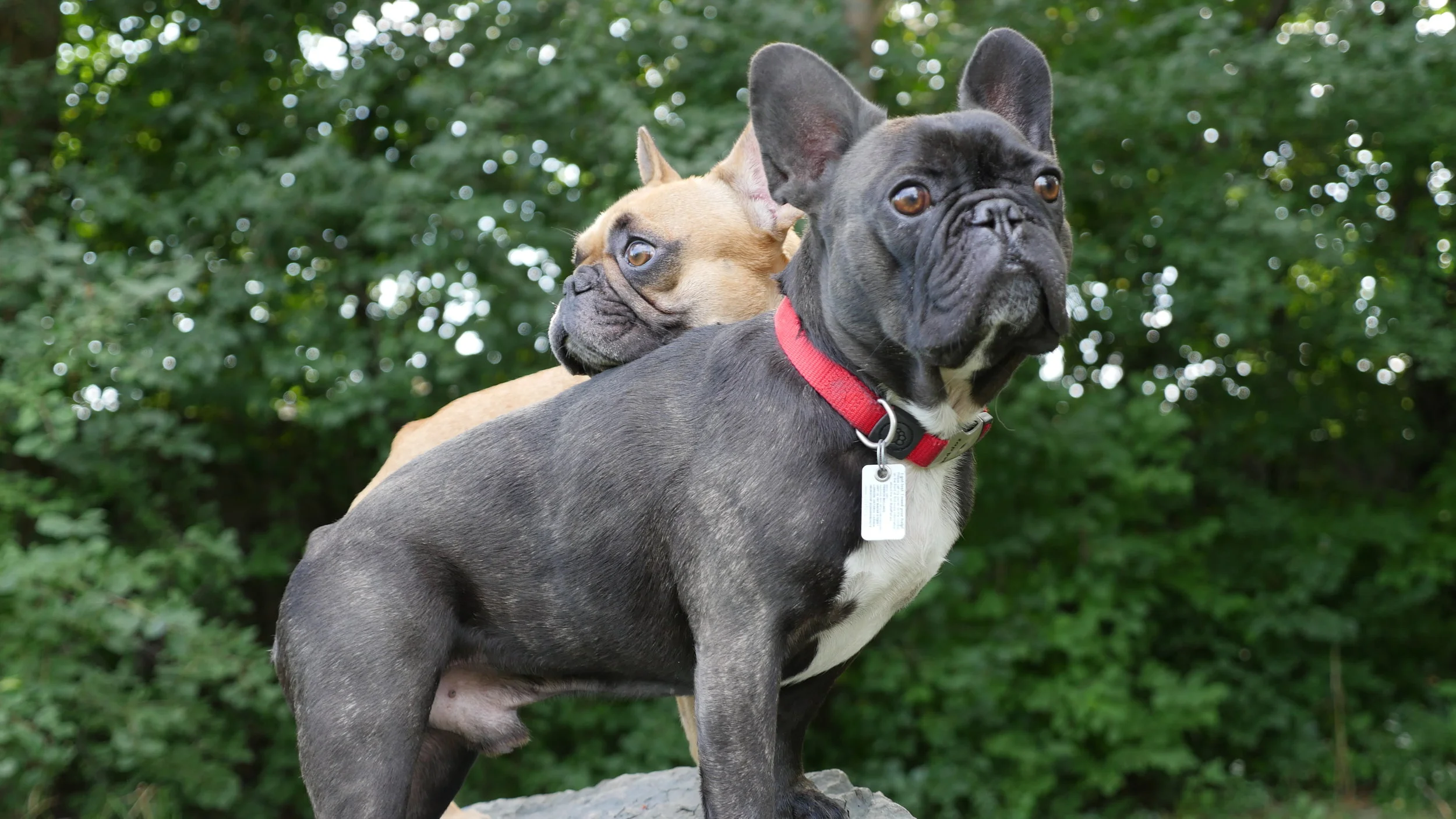 HANGING OUT ONNA BOULDEROCK IN EUSTON PARK!! (8 photos) 