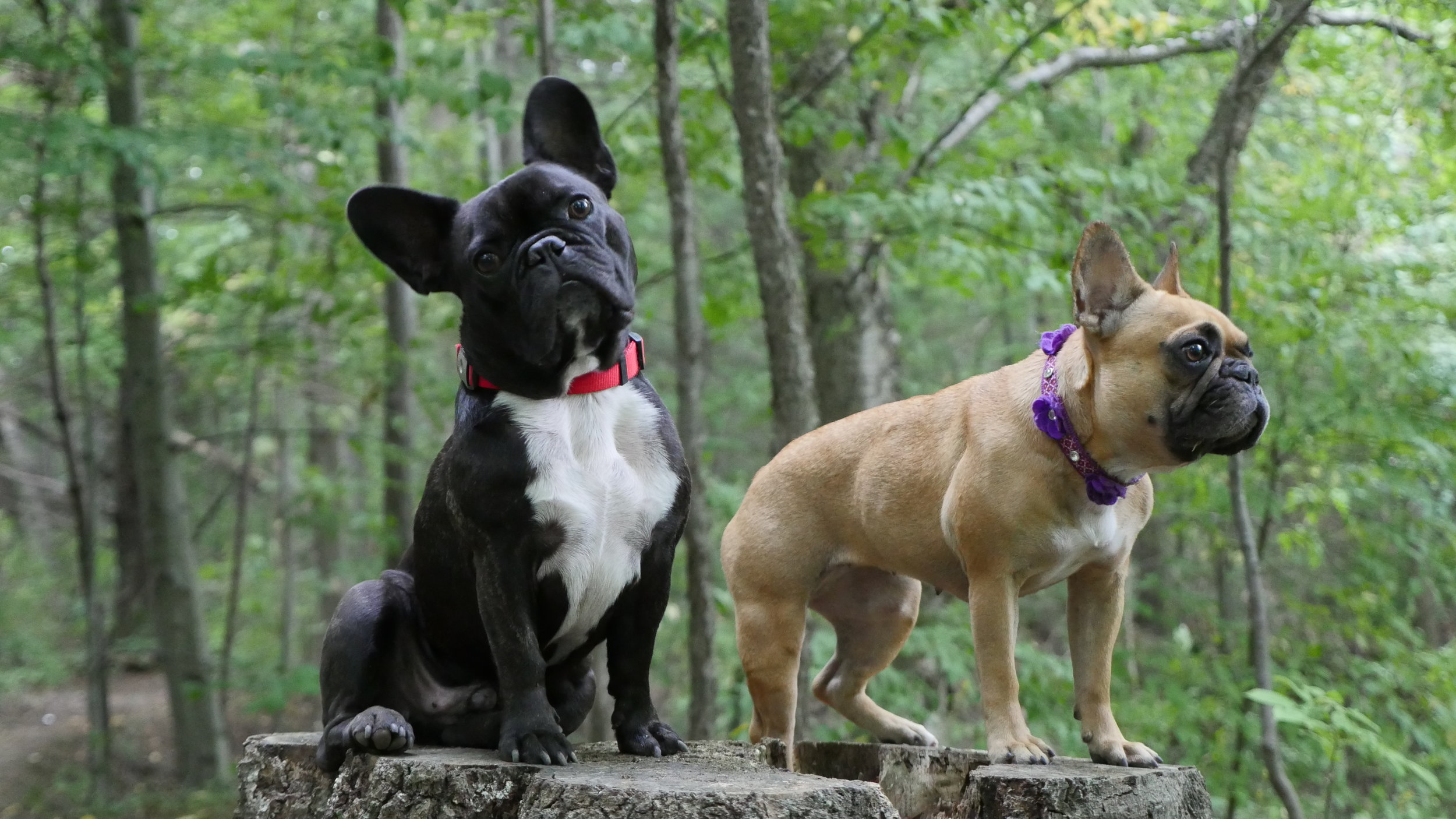 MONDAY MORNINGTIMES!! (photos and links) 