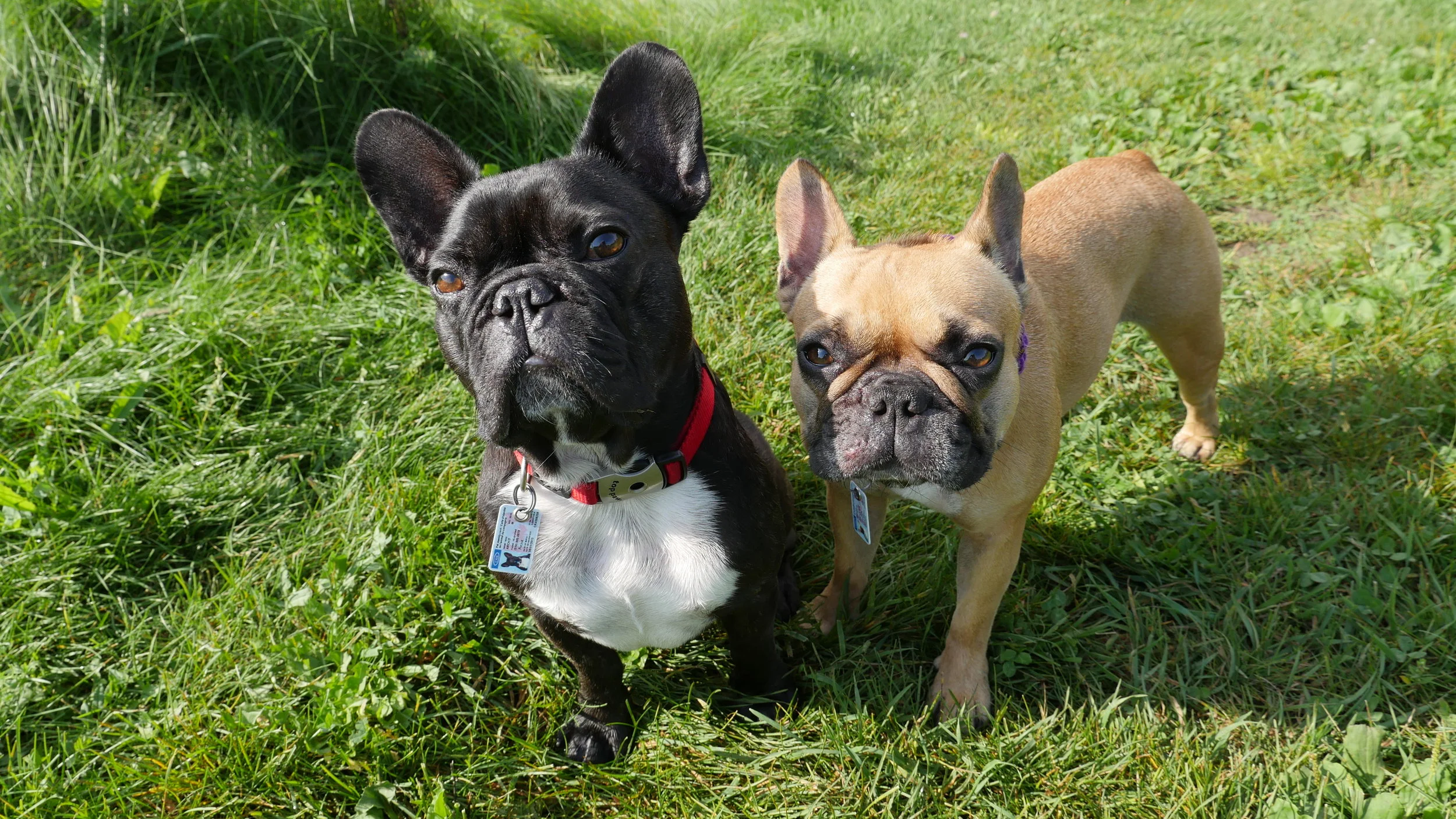 IT'S A DOOP DEE DOOP MEGA-SIZE PICTURESTORY!! (39 photos) 