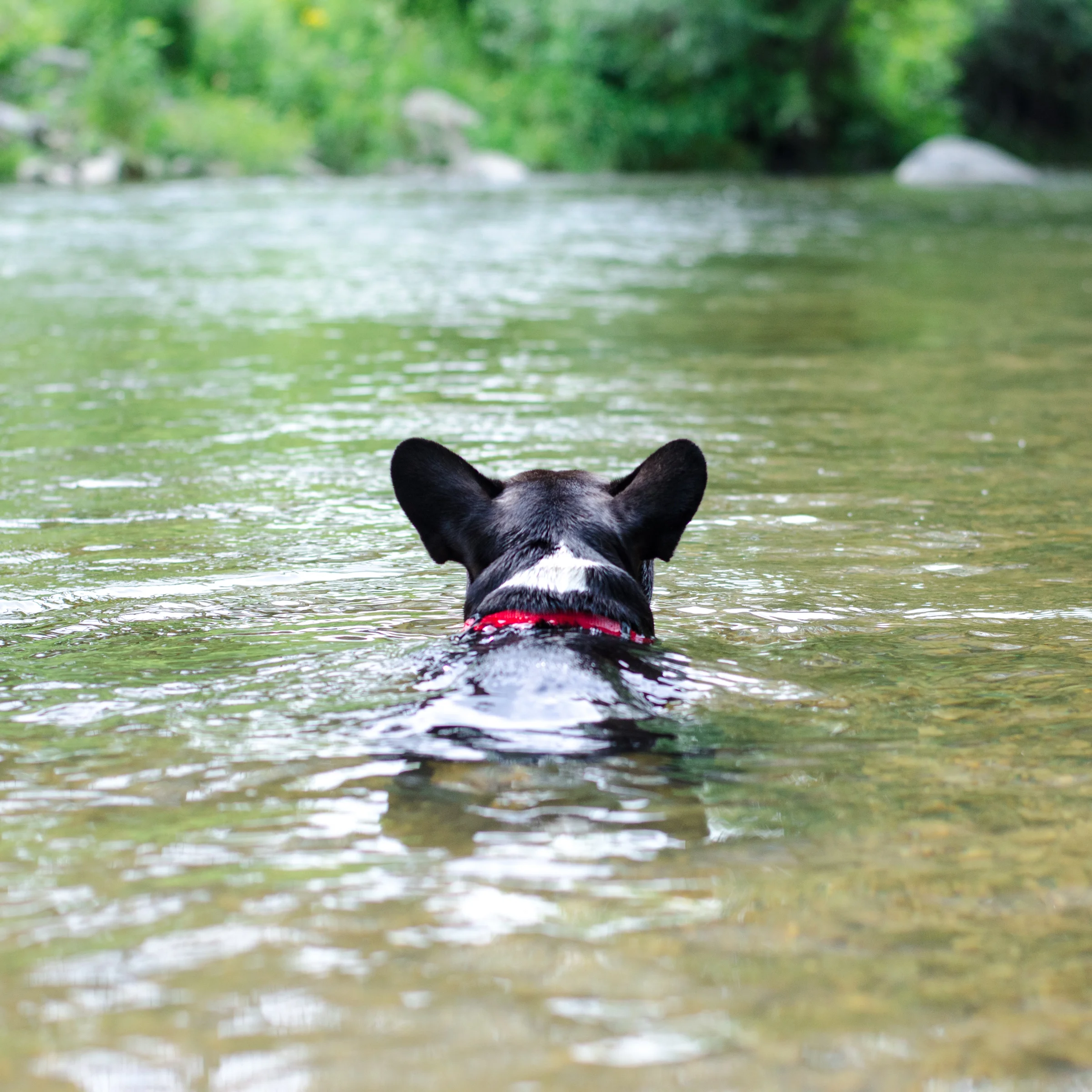 BRINDLETERM OF THE DAY: "BURBLE URBLE URBLE" 