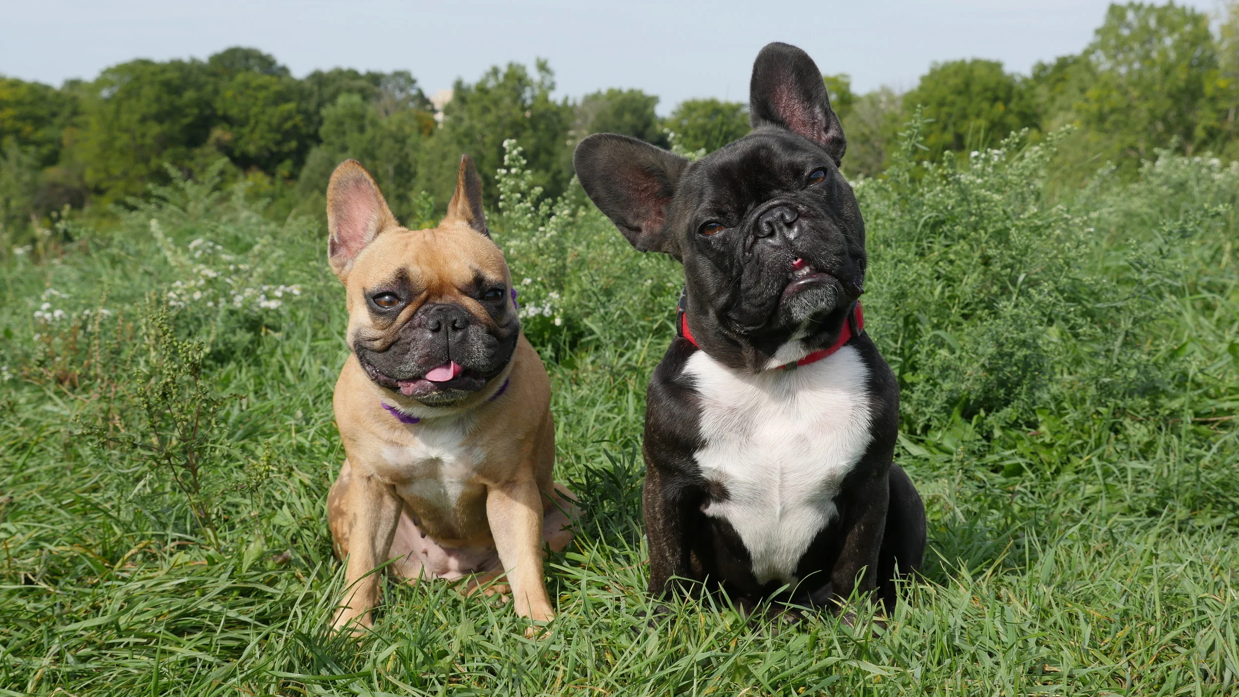 WEDNESDAY MORNINGTIMES!! (photos, links and Brindleterm of The Day) 