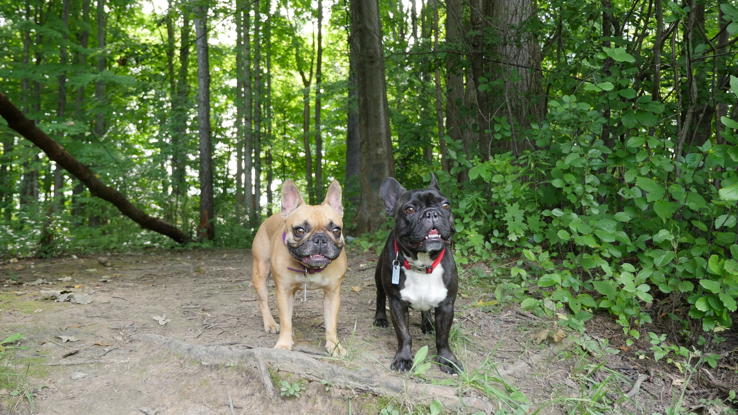 THURSDAY MORNINGTIMES!! (photos, links and Brindleterm of the Day) 