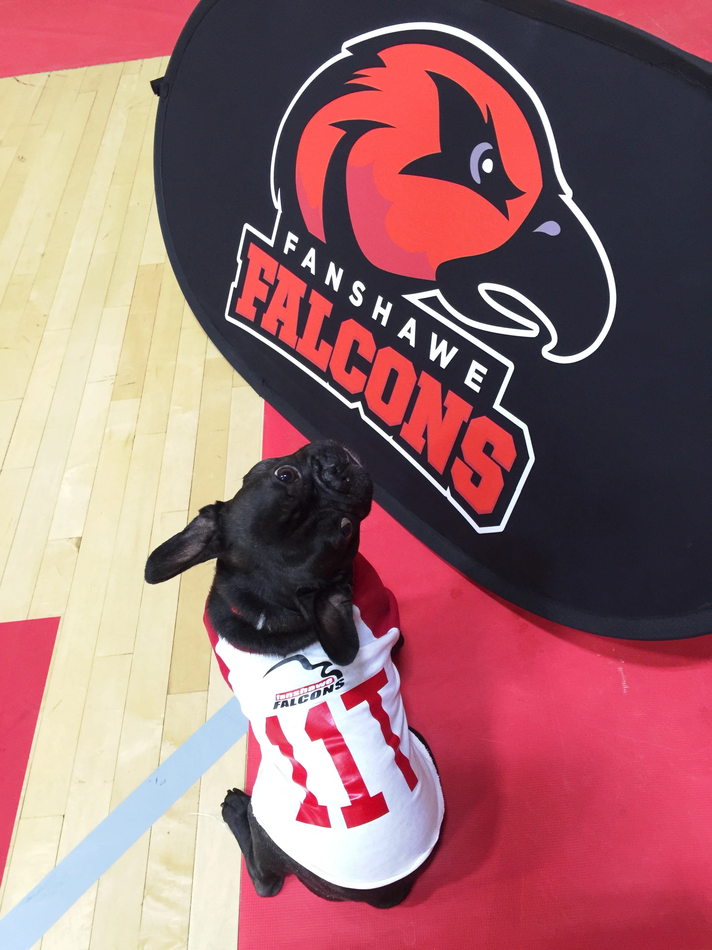 BRINDLETERM OF THE DAY: 