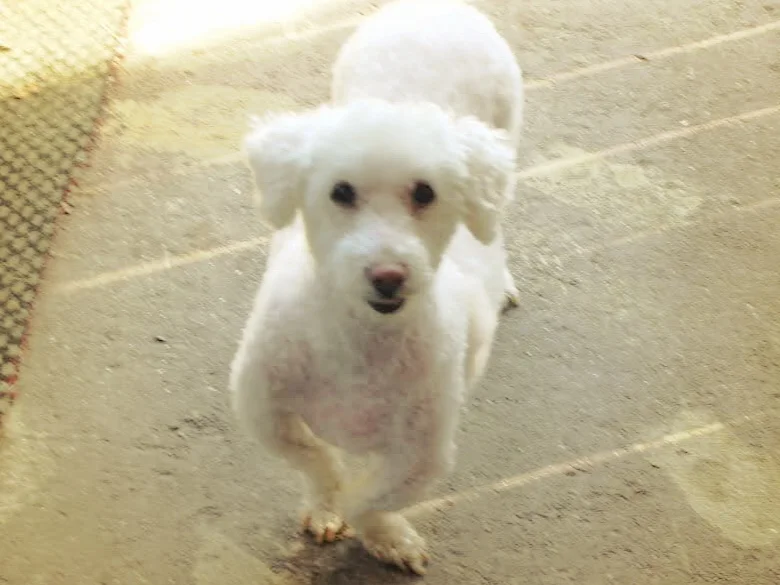 MISTER DOODLEBUG WATSON (1995-2016)