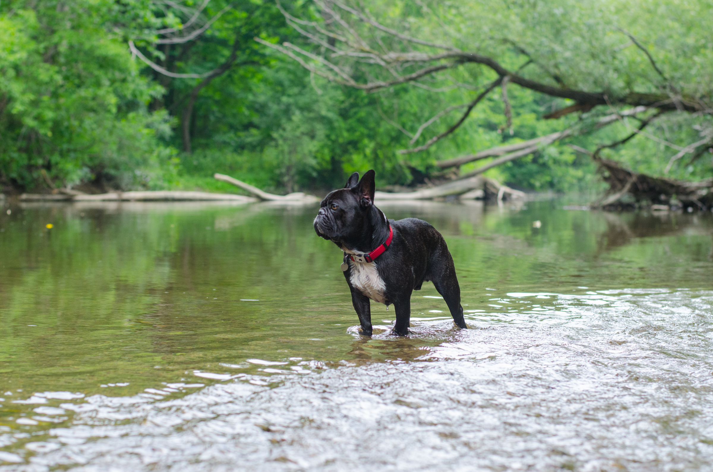 BRINDLETERM OF THE DAY: "BURBLECREEK" 