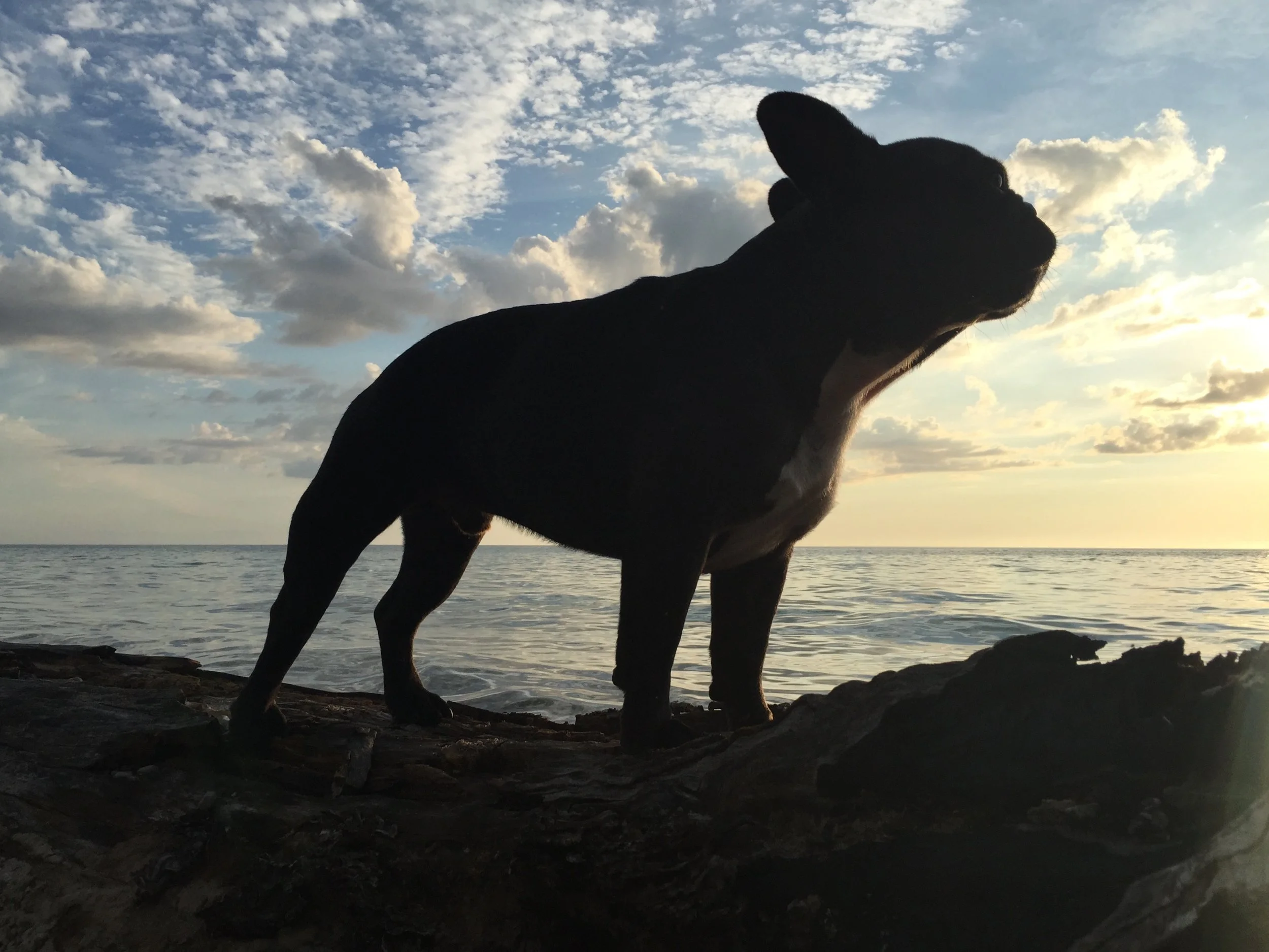 BRINDLETERM OF THE DAY: "FROM THE BASEMENT OF MY HEART" 