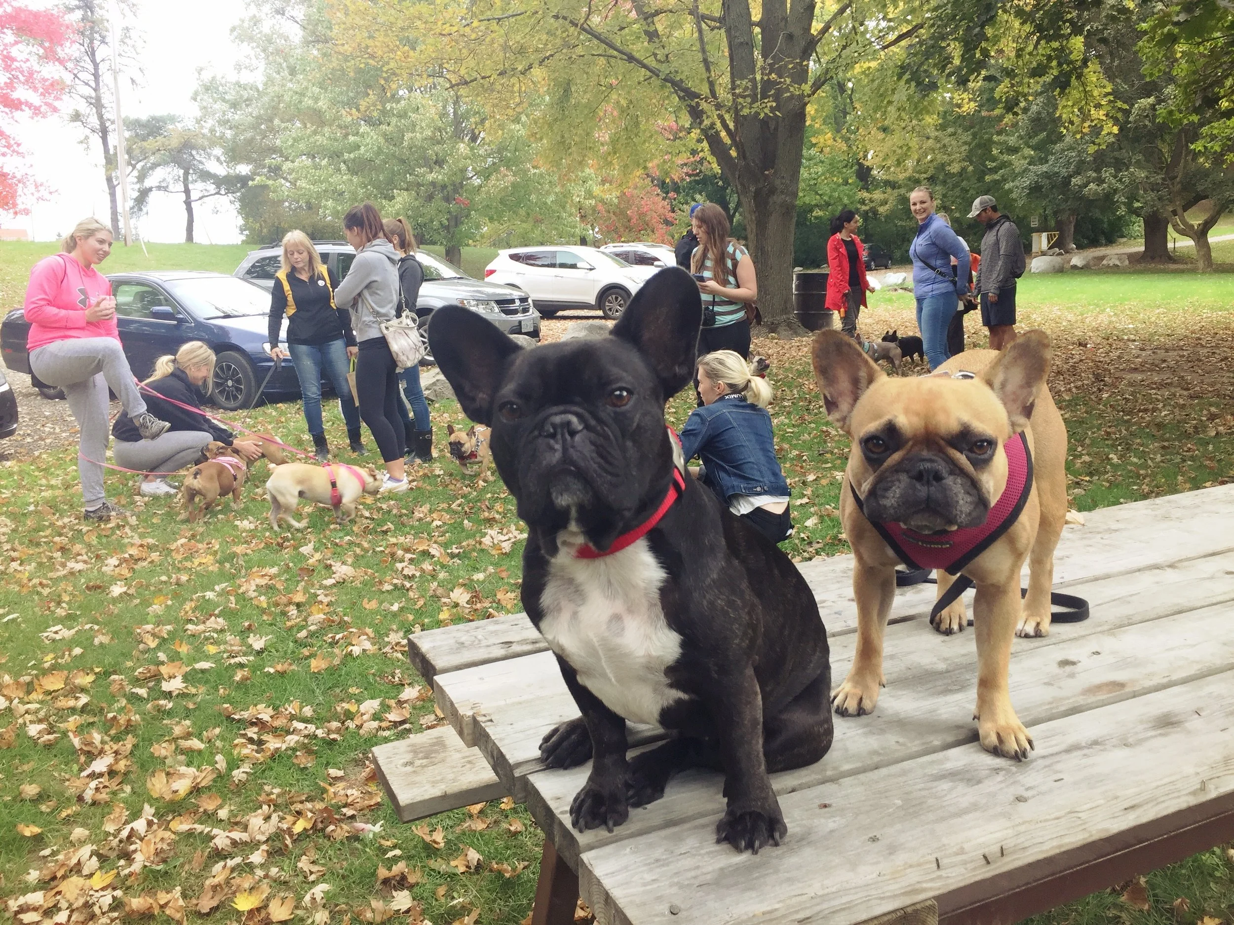 FRENCHIE CONNECTION AT WELDON PARK!! (29 photos) 