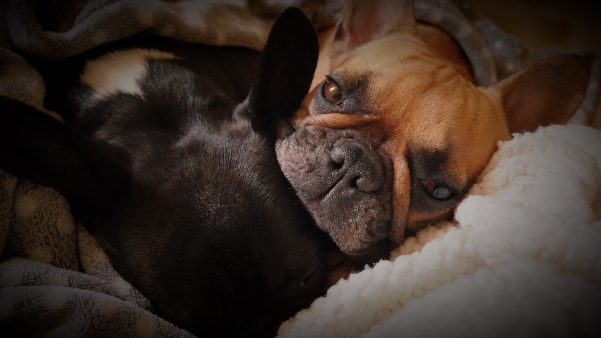 TUESDAY NIGHTYNIGHTIMES (3 photos plus snugglesnorts) 