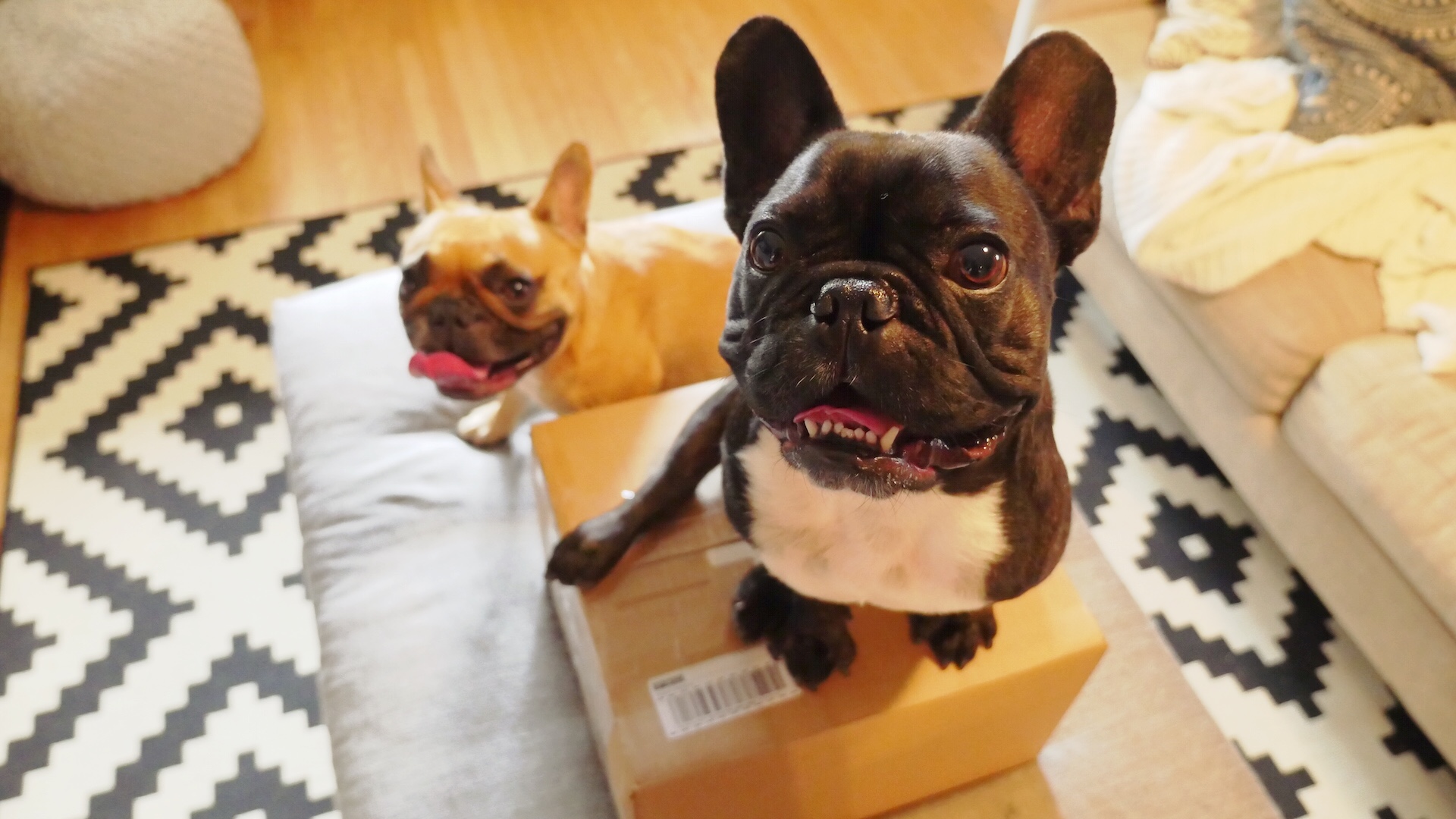 A BOXALOPE CAME TO OUR MAILINGBOX!! (7 photos) 