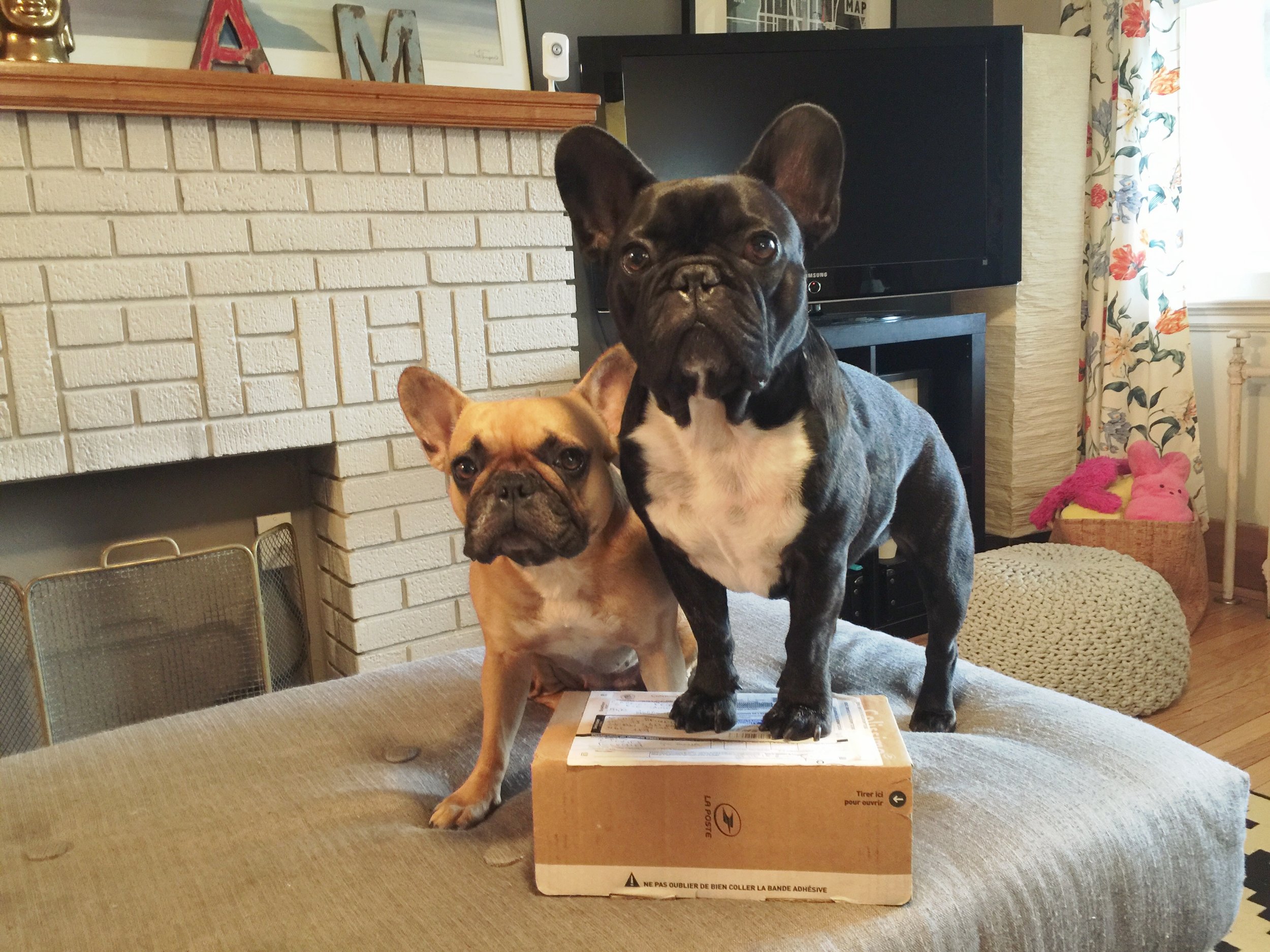 A 'NOTHER BOXALOPE CAME, GUYS!! FROM THE FRANCEPLACE!! (9 photos + videos) 