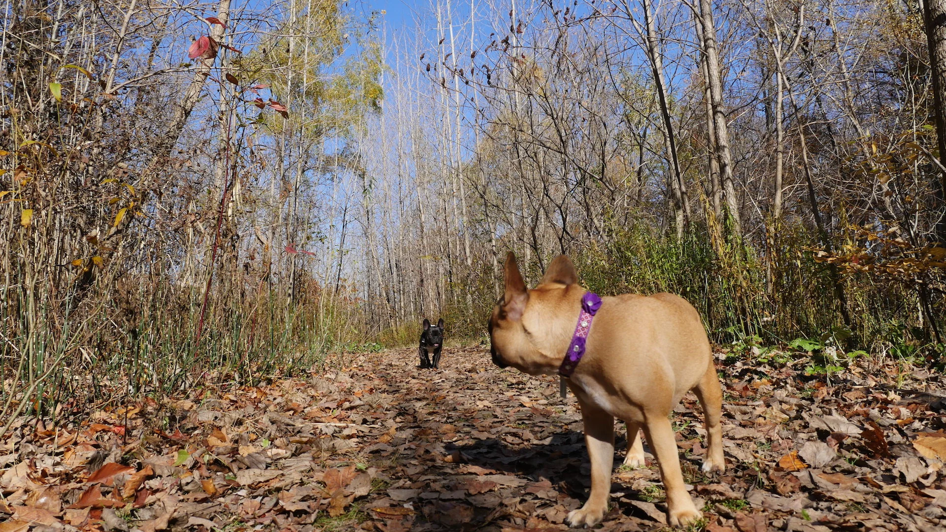 WALKINGTIMES IN THE WILDERWILD!! (23 photos) 