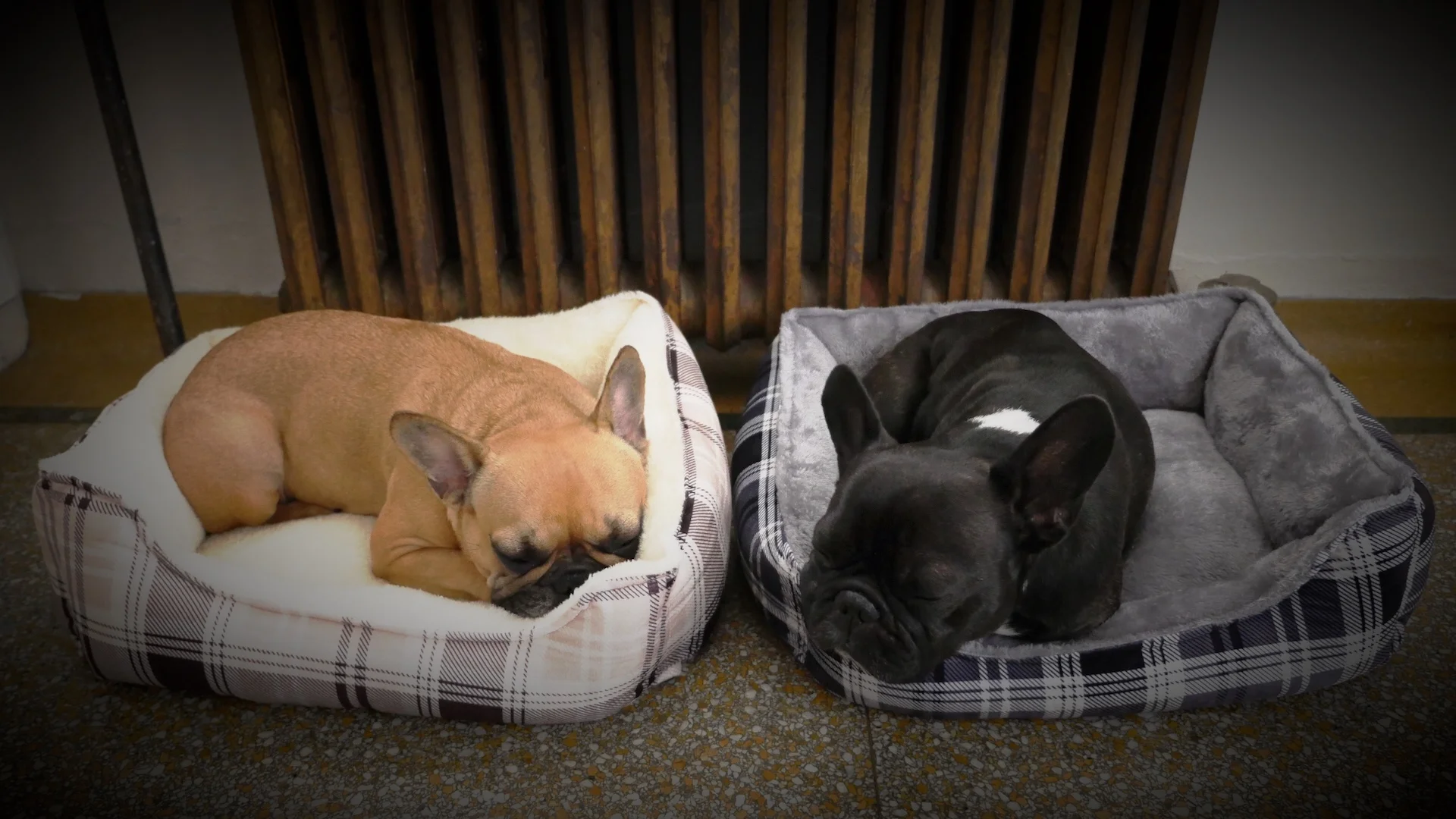 THURSDAY NIGHTYNIGHTIMES (3 photos) 