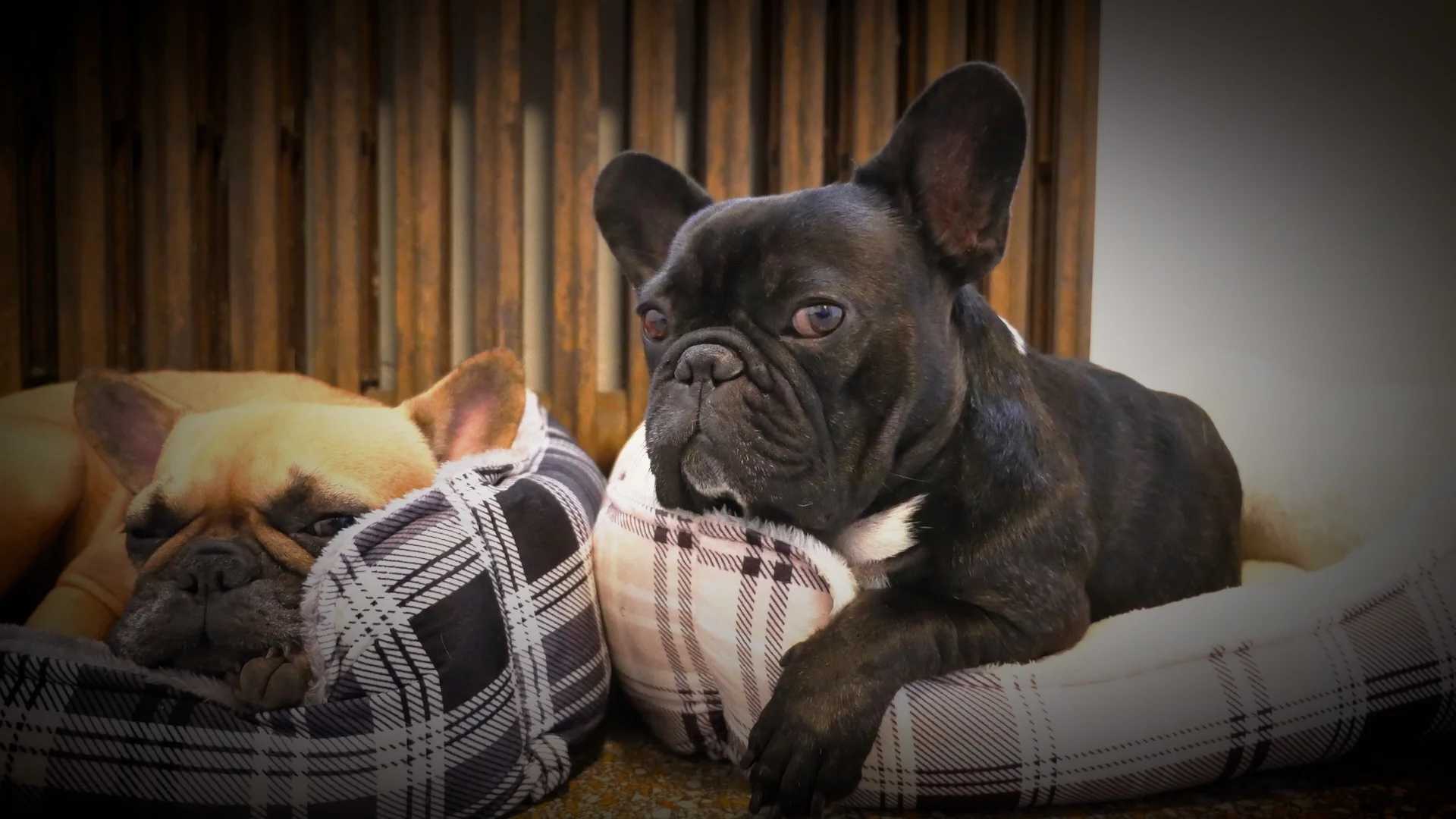 THURSDAY NIGHTYNIGHTIMES (3 photos) 