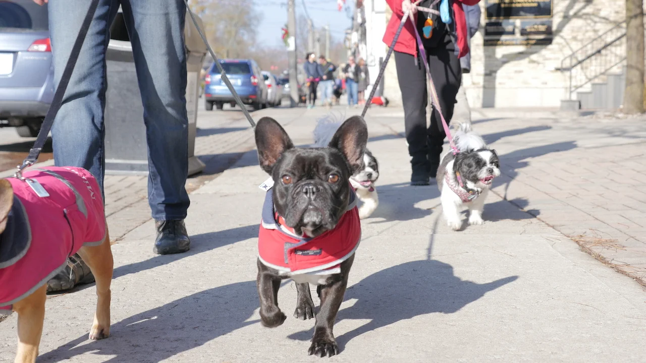 THE WORTLEY VILLAGE DOG WALK!! (28 photos) 