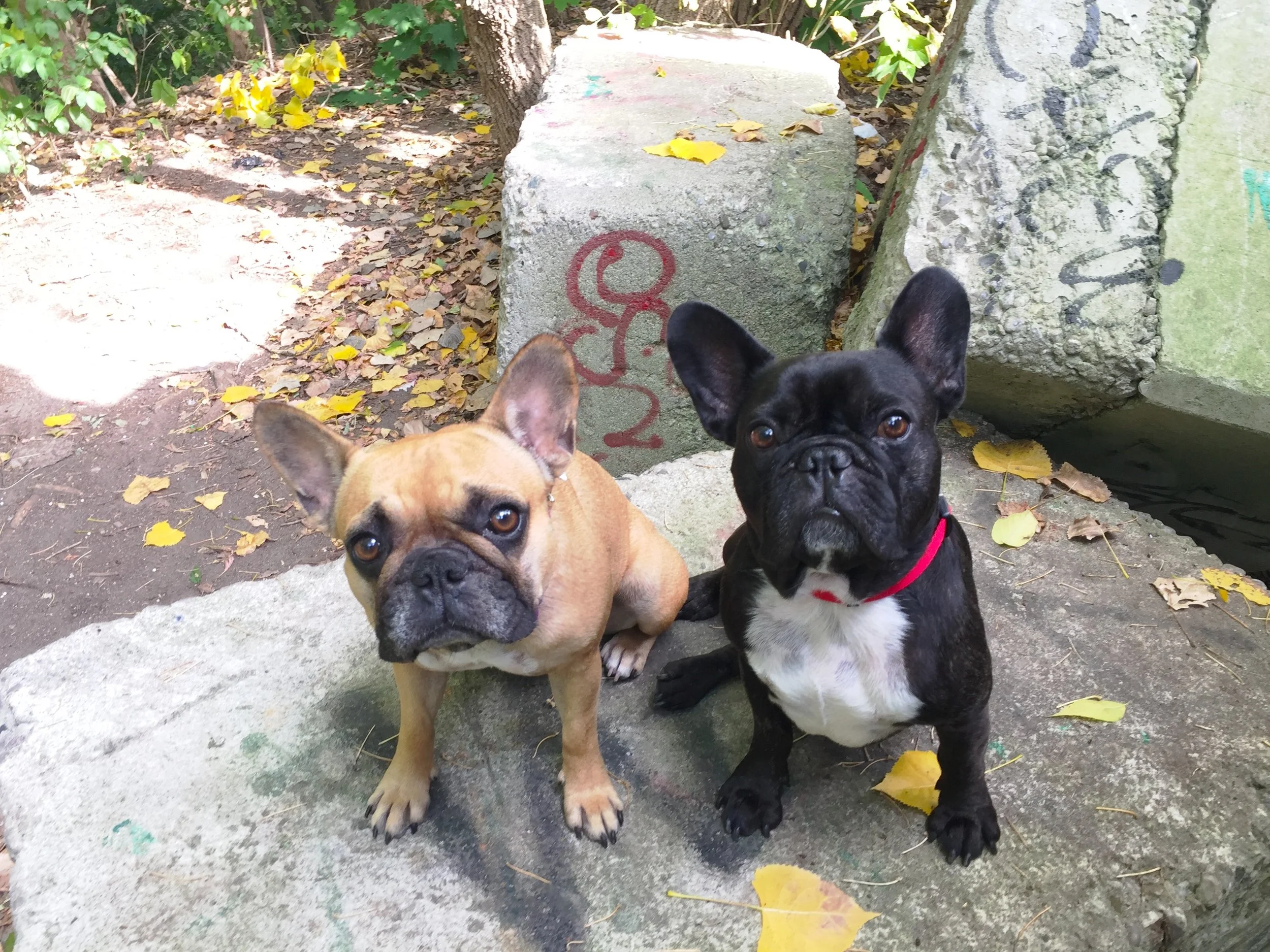 MUM MADE SOME SOOPERSPECIAL PICTUREMOVIES, GUYS!! (3 videos)