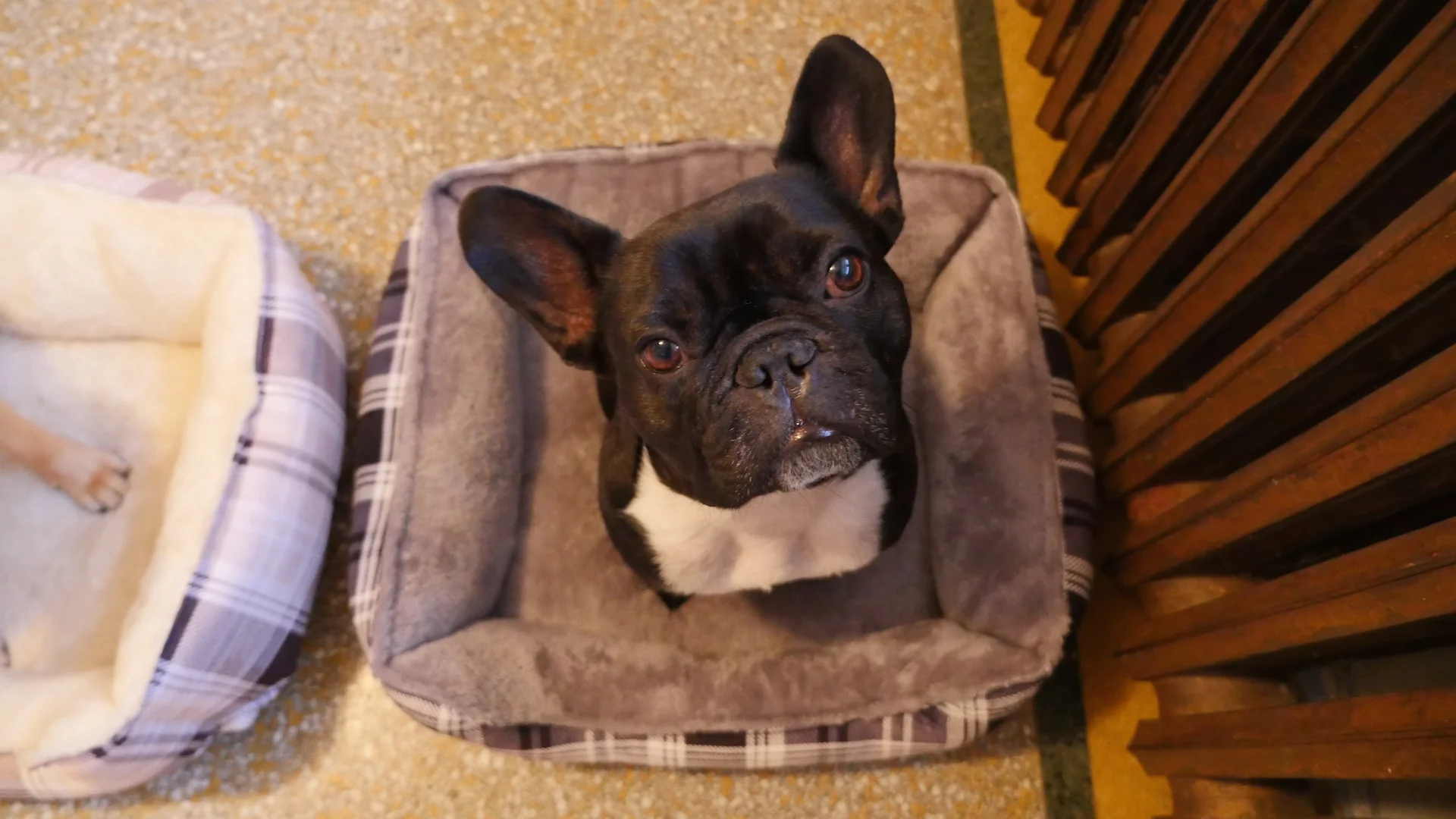 FRIDAY MORNINGTIMES!! (photos and video)