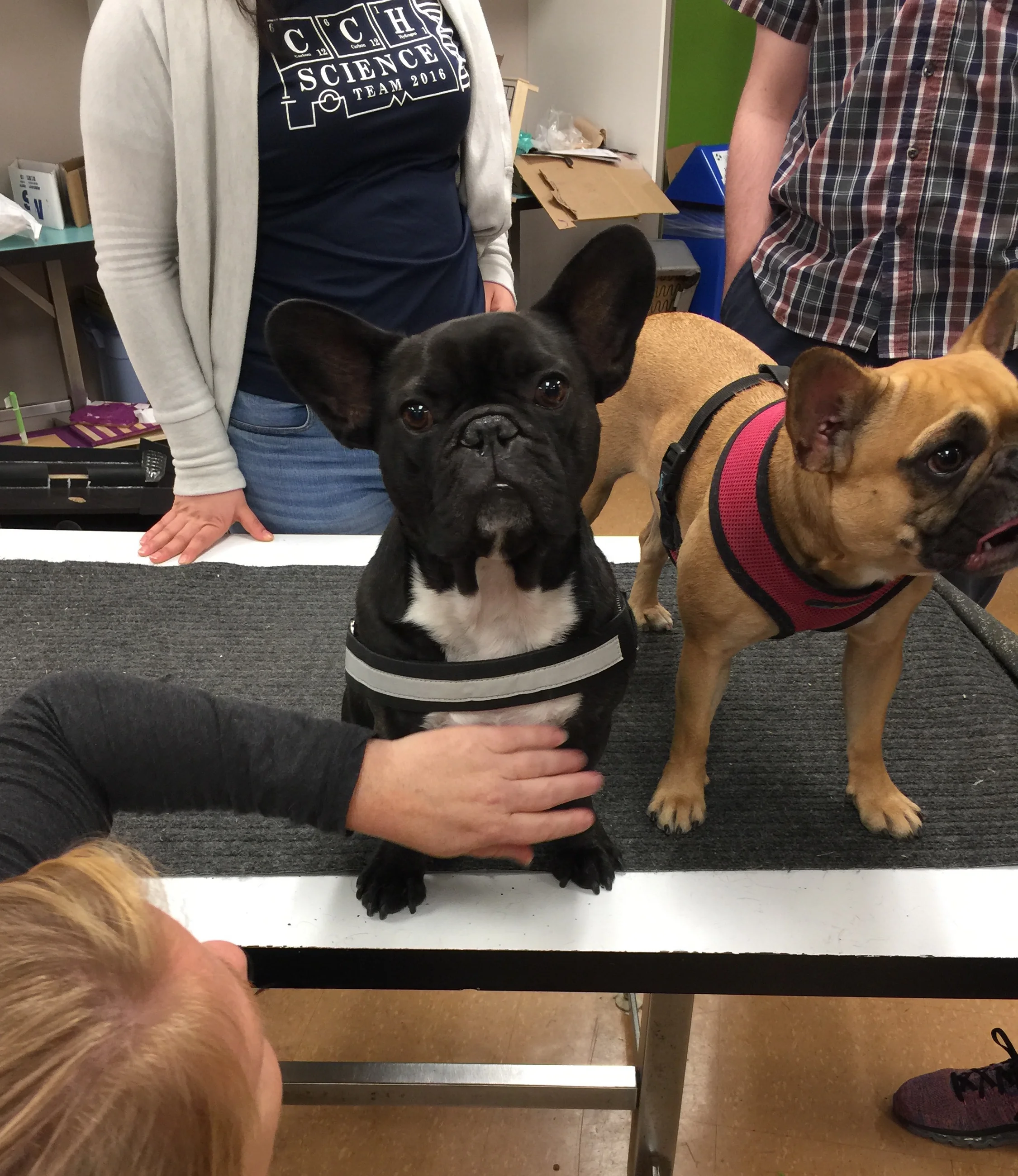 MY FIRSTEST DAY AS DOG THERAPIST FOR WESTERN UNIVERSITY!! (13 photos) 