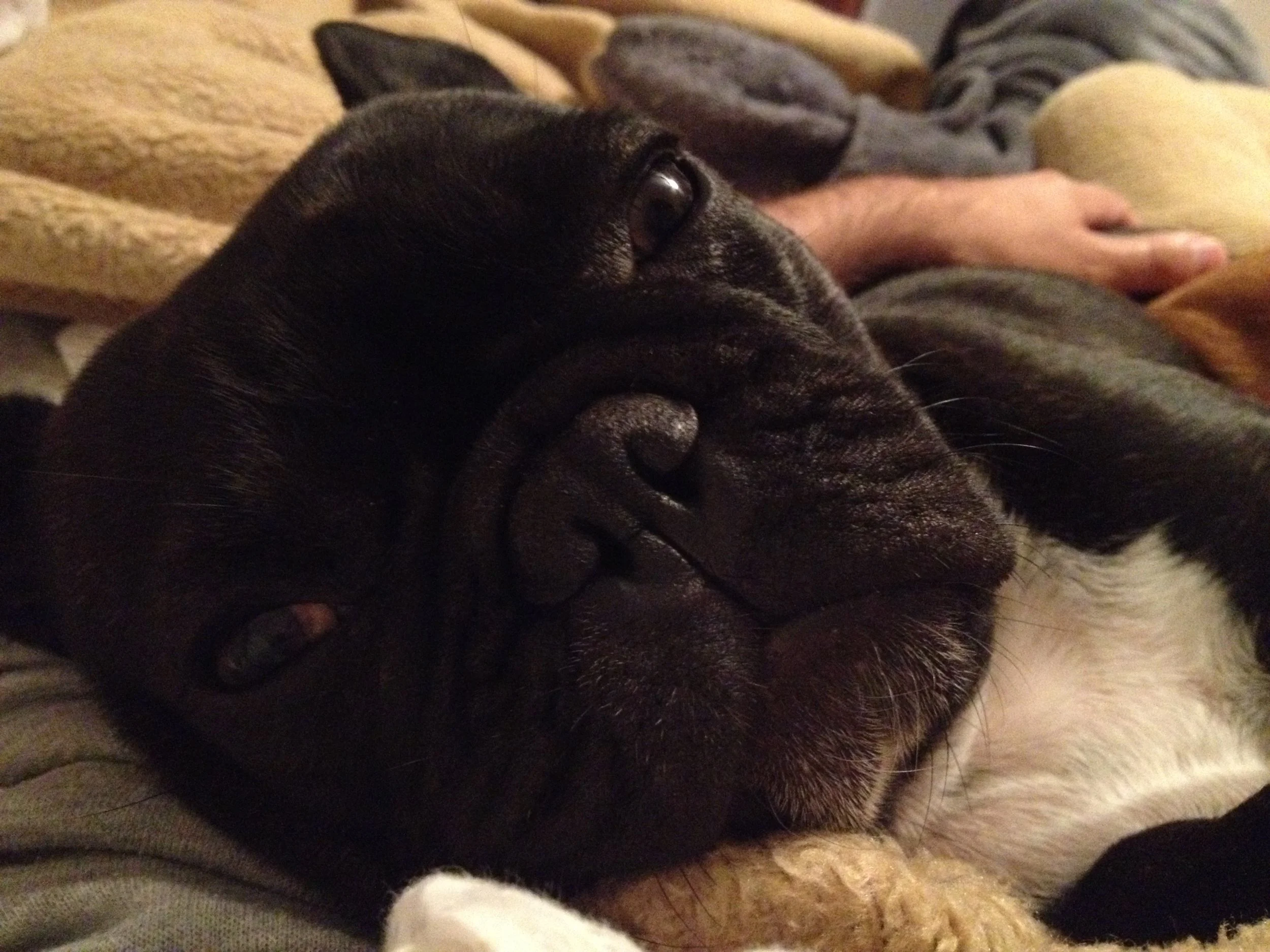 MONDAY NIGHTYNIGHTIMES (4 photos) 