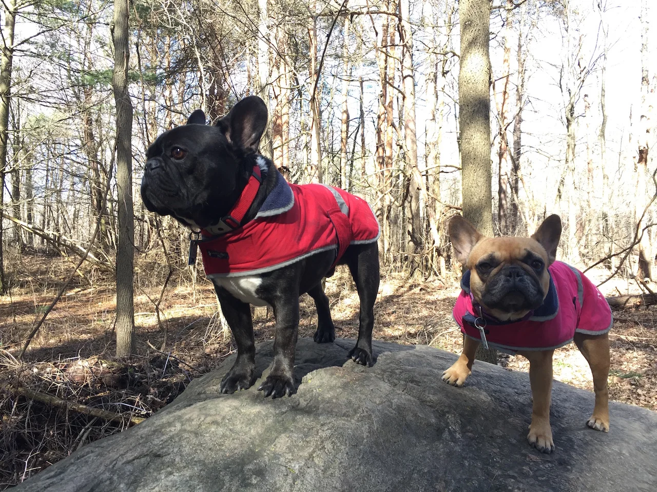 FRIDAY MORNINGTIMES.... PLUS ZOOMERS GOOFBALLERY!! (4 photos + megagallery)