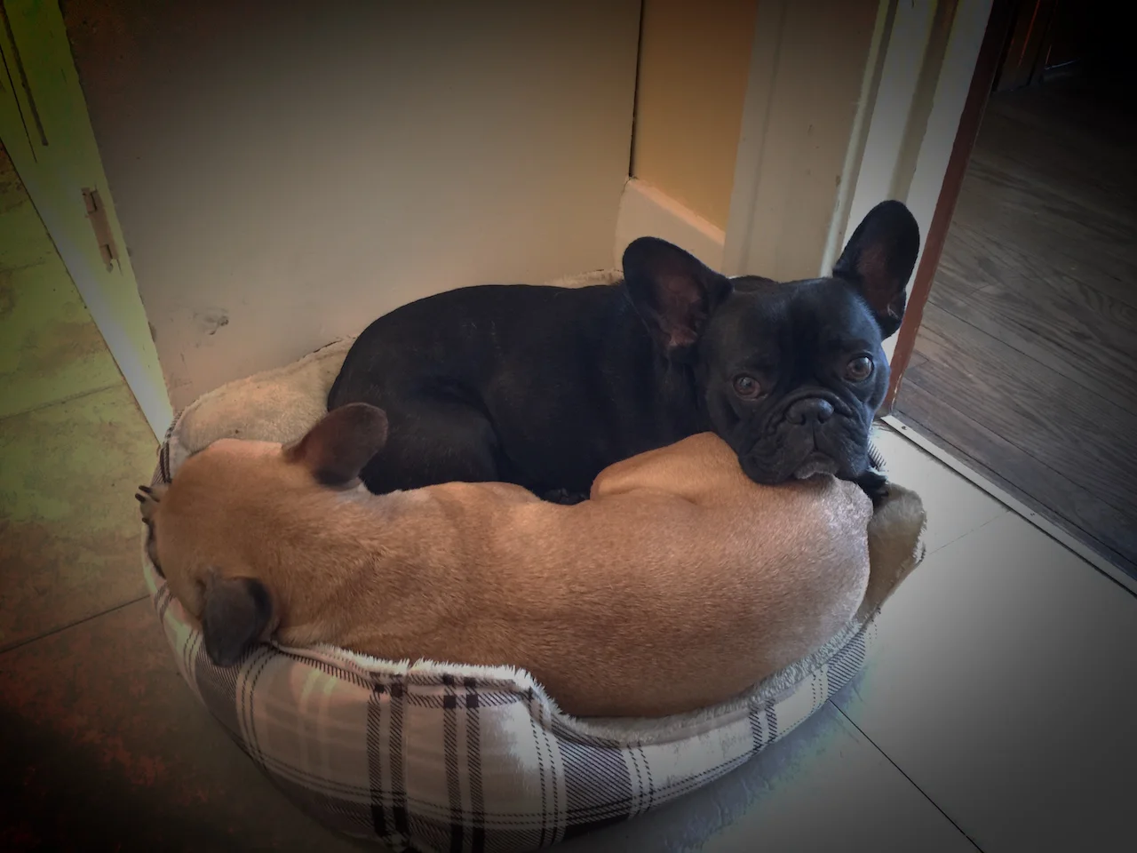 TUESDAY NIGHTYNIGHTIMES... INNA COZYPILE!! (4 photos)