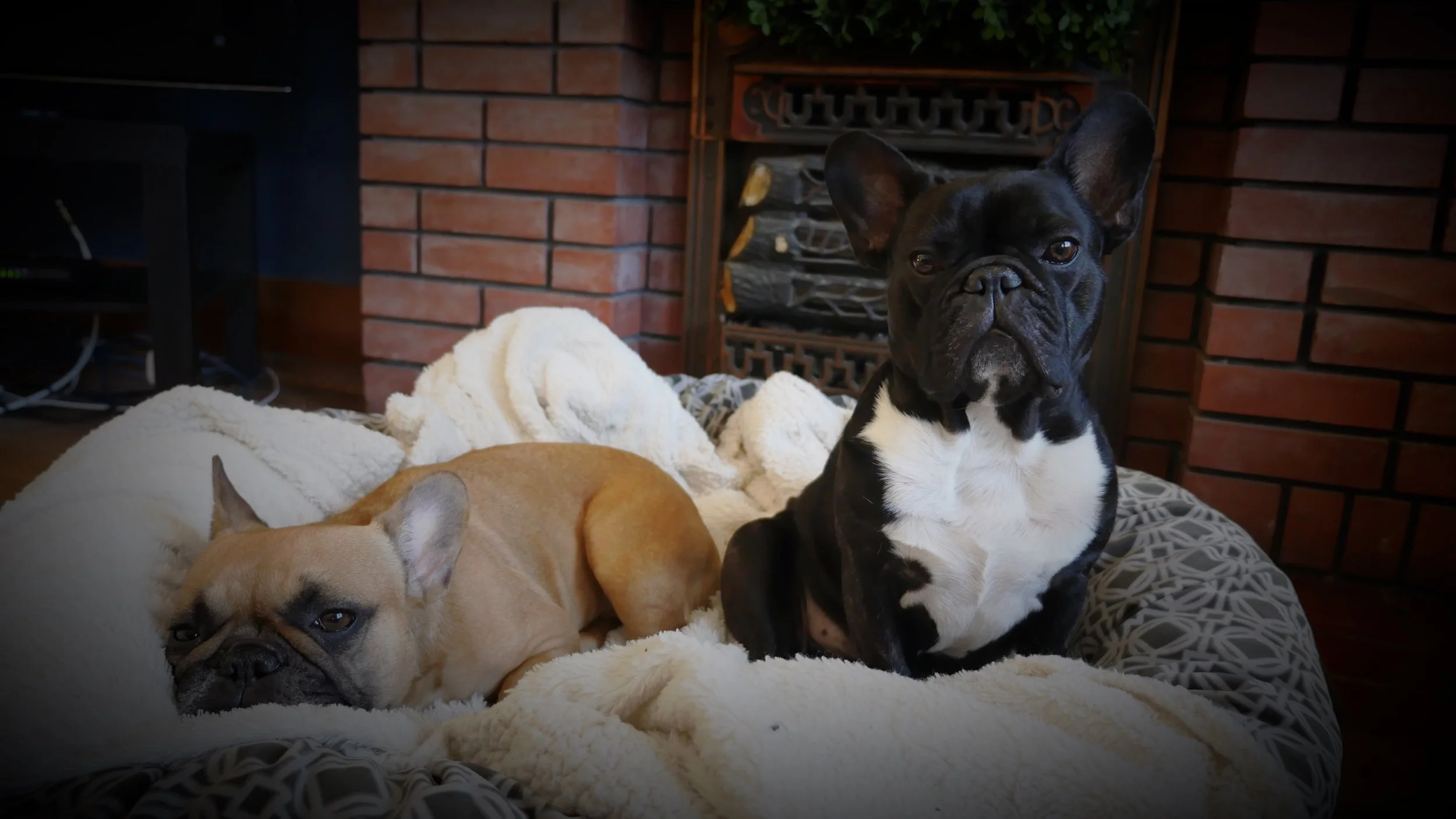 WEDNESDAY NIGHTYNIGHTIMES... GETTING DREAMY IN THE BRAINMELON!! (8 photos)