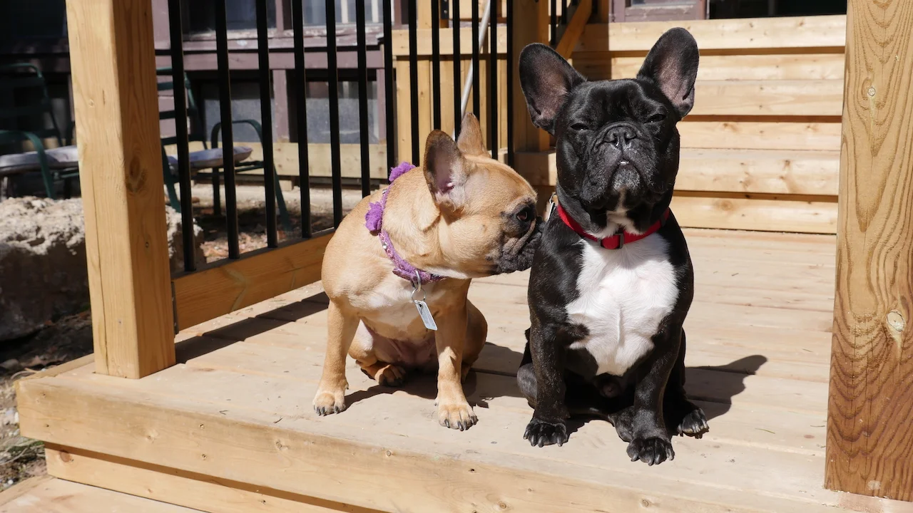 THURSDAY MORNINGTIMES... PLUS NATIONAL PUPPY DAY!! (10 photos) 