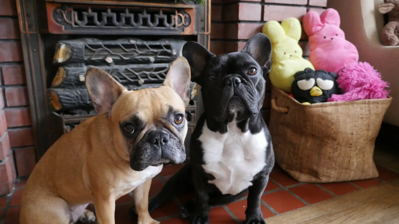 FRIDAY MORNINGTIMES... PLUS OUR HAPPYHEARTMISSION TO WESTERN ENGINEERING!! (7 photos + gallery)