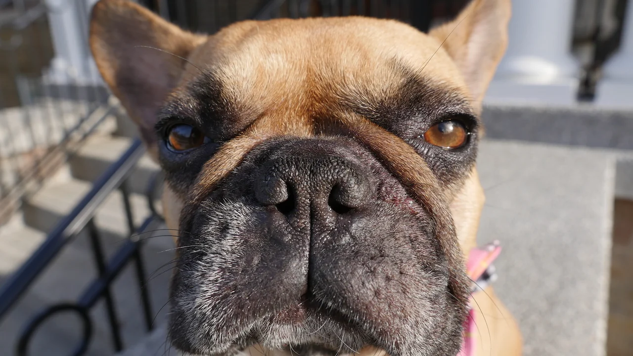 MONDAY MORNINGTIMES... WITH MIRABELLE IN THE OUTSIDEPLACE!! (16 photos)