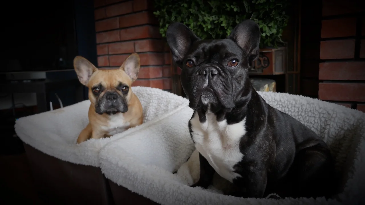 WEDNESDAY NIGHTYNIGHTIMES... IN OUR TRAVELBASKETS!! (7 photos)