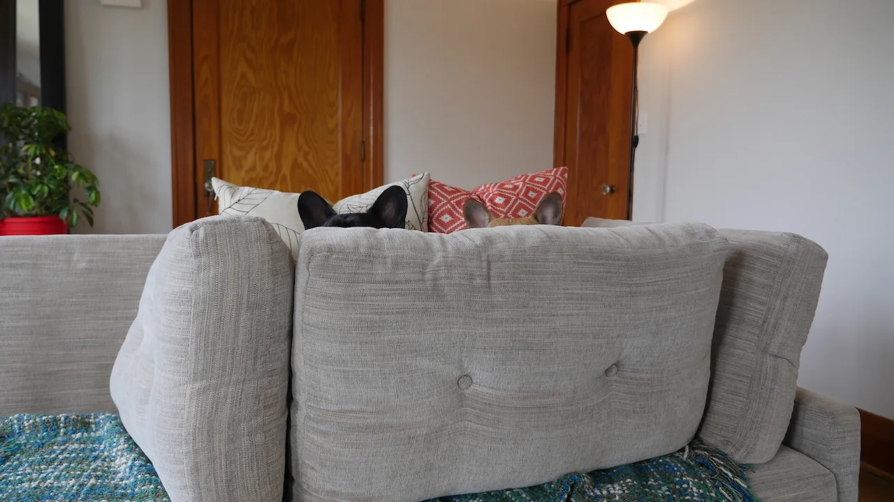 FRIDAY MORNINGTIMES... PLUS OUR CHESTERCOUCH FORT!! (8 photos)