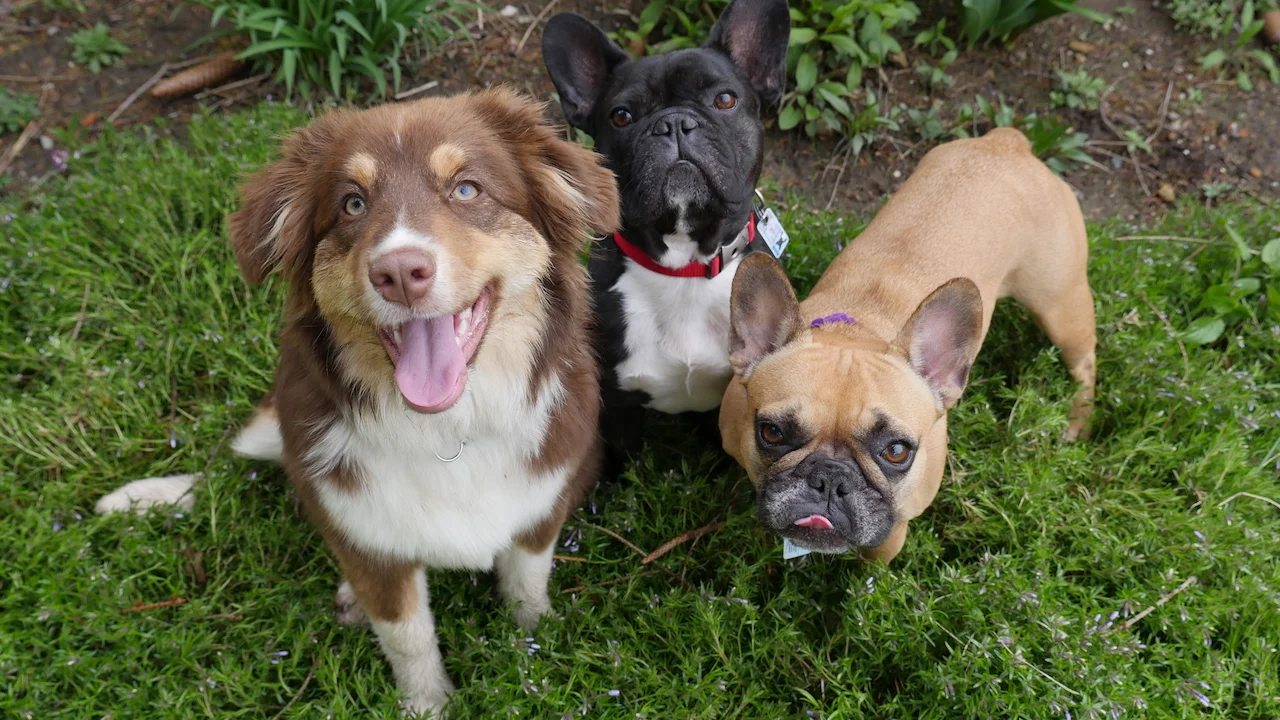 MORNINGTIMES WITH MIRABELLE... PLUS ALSO FRIENDLYPALS!! (19 photos)