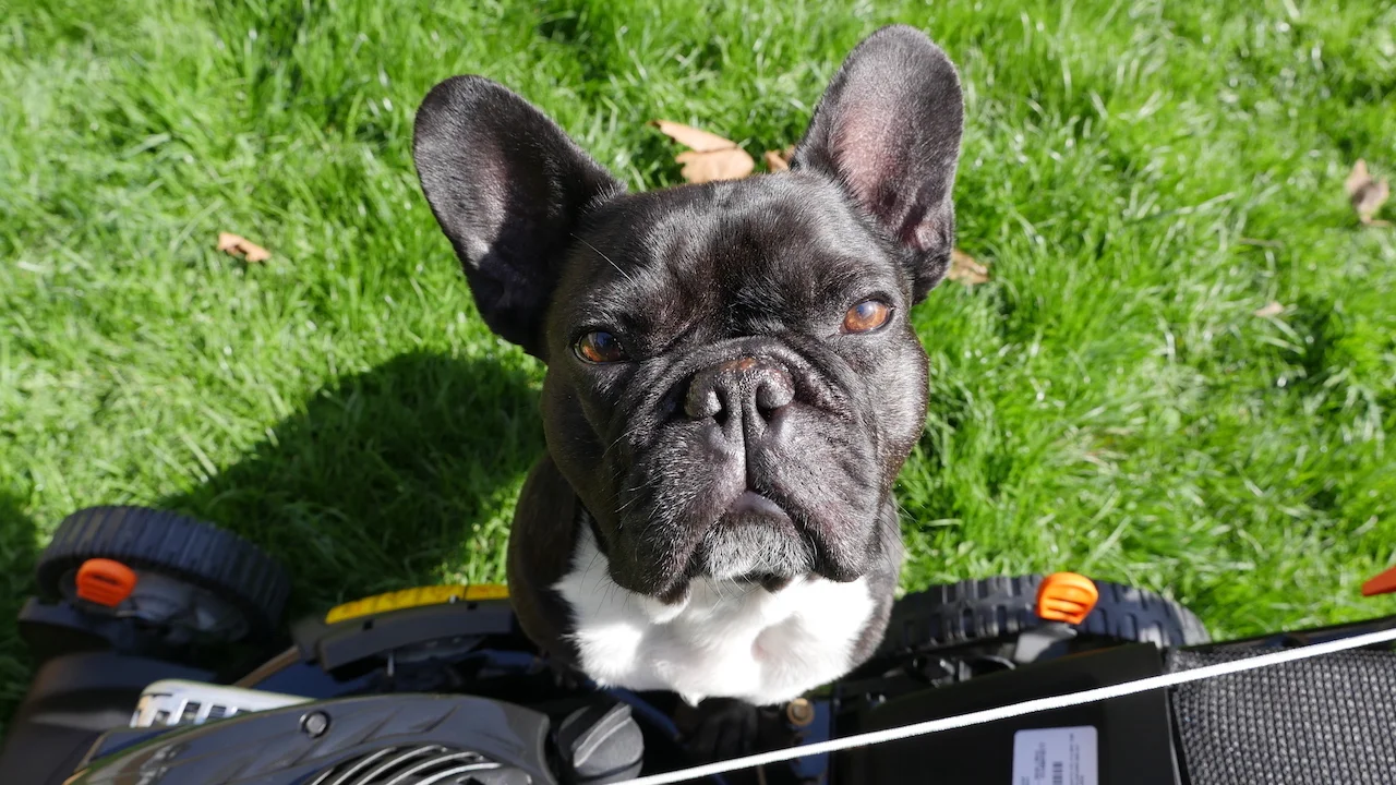 THURSDAY MORNINGTIMES... WITH OUR SHINYNEW 'ROUNDTHEBACKYARD ROBOT!! (8 photos) 