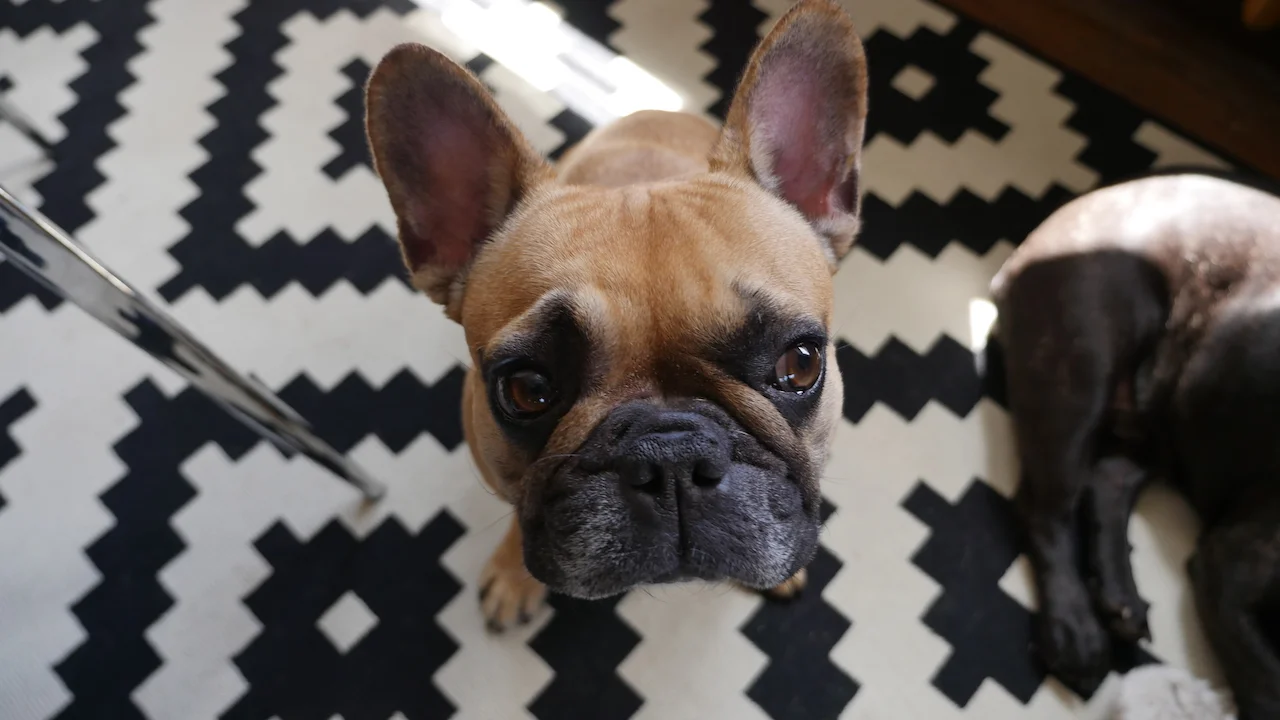 MONDAY MORNINGTIMES... WITH MIRABELLE!! (21 photos)