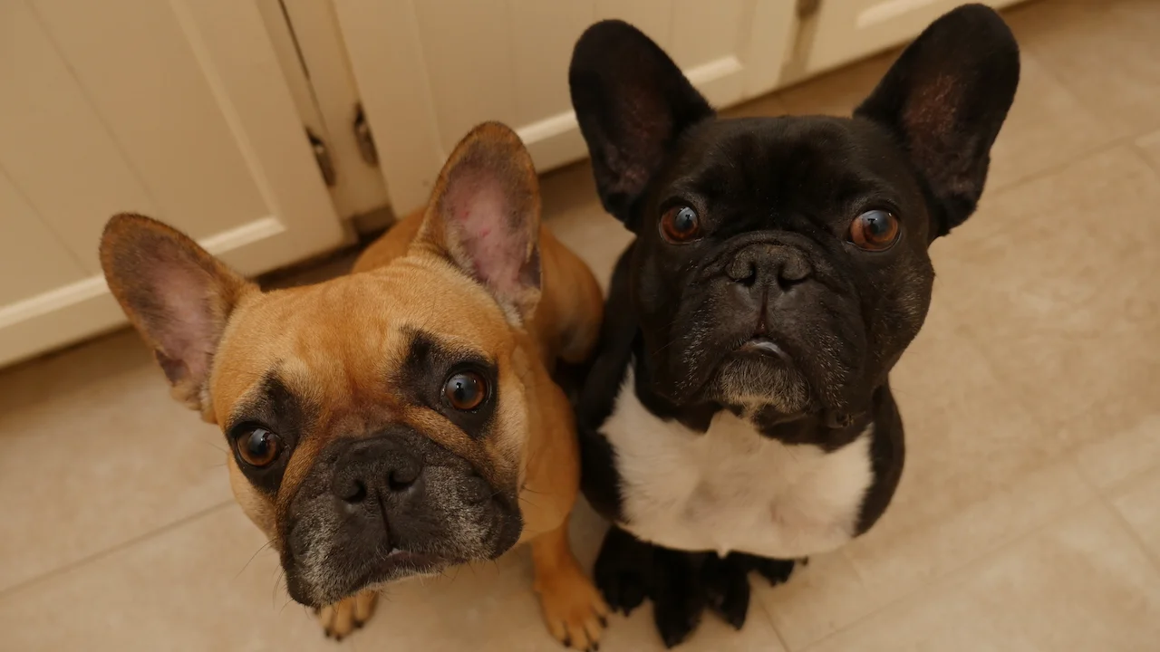 FRIDAY MORNINGTIMES... IN OUR SHINYNEW FOOD ROOM!! (6 photos) 