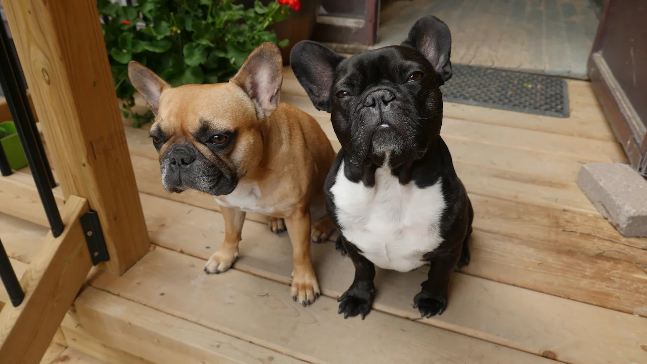 TUESDAY MORNINGTIMES... ON THE 'ROUNDTHEBACKYARD CROOKED HILL!! (7 photos) 