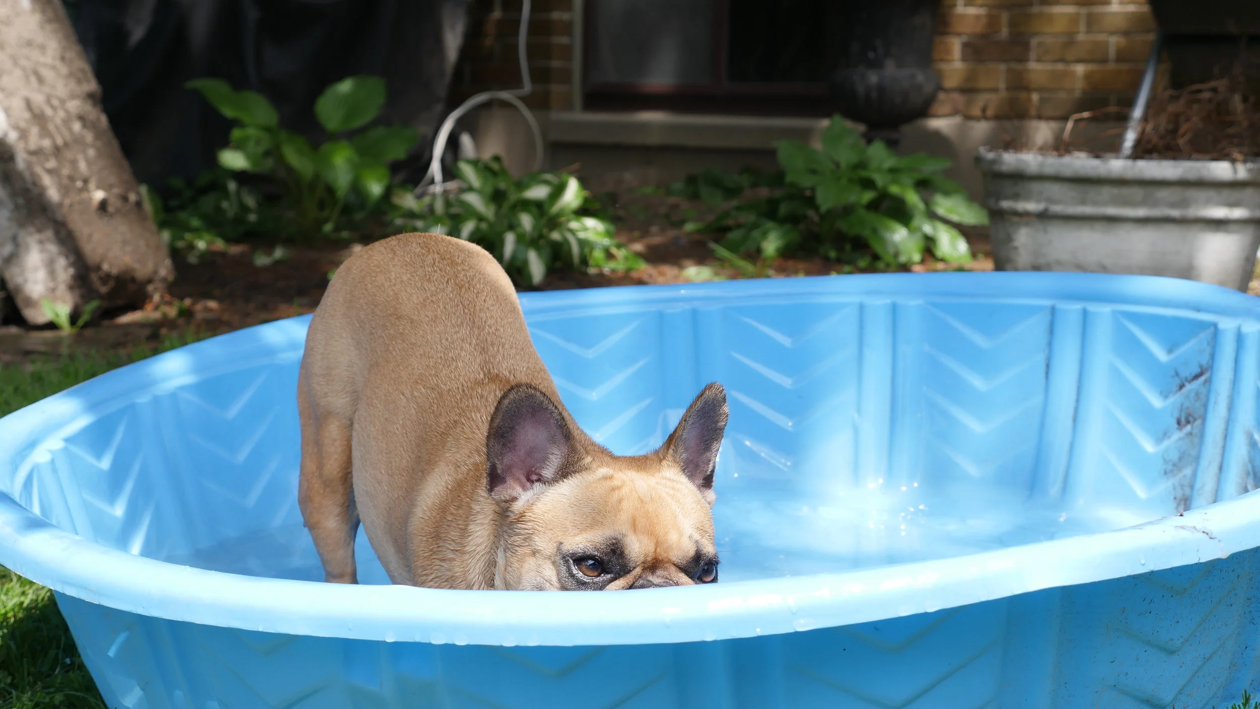 MORNINGTIMES WITH MIRABELLE... PLUS THE BLOO PUDDLEPOND!! (20 photos)