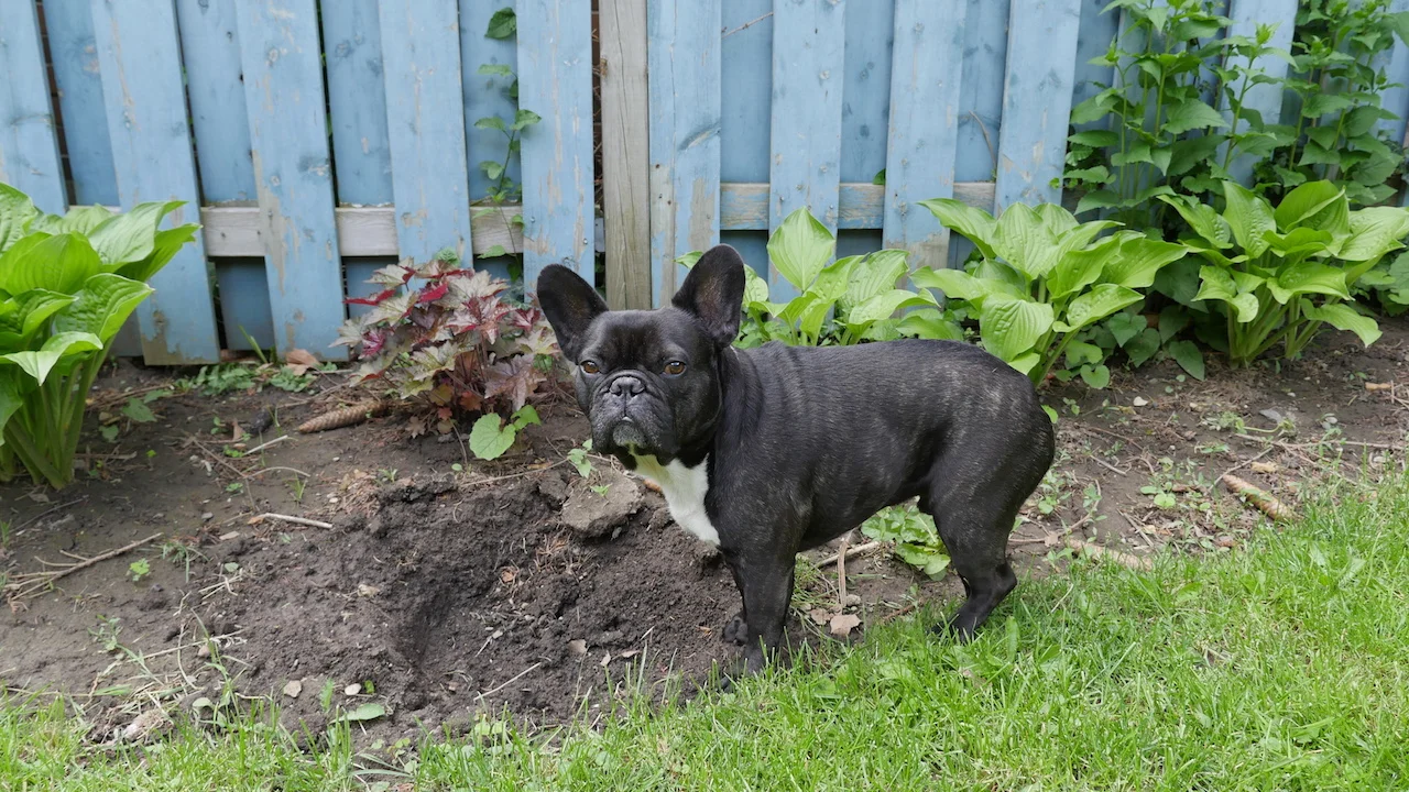 WEDNESDAY MORNINGTIMES...PLUS LOTSA STUFFS GOINGS ON IN OUR 'ROUNDTHEBACKYARD!! (14 photos + gallery) 