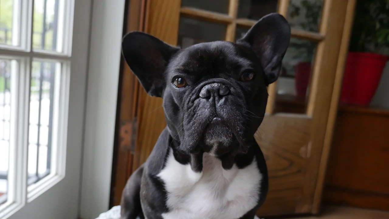 THURSDAY MORNINGTIMES... PLUS TRAVELTRIPPING TO THE TORONTOPLACE!! (1 photo) 