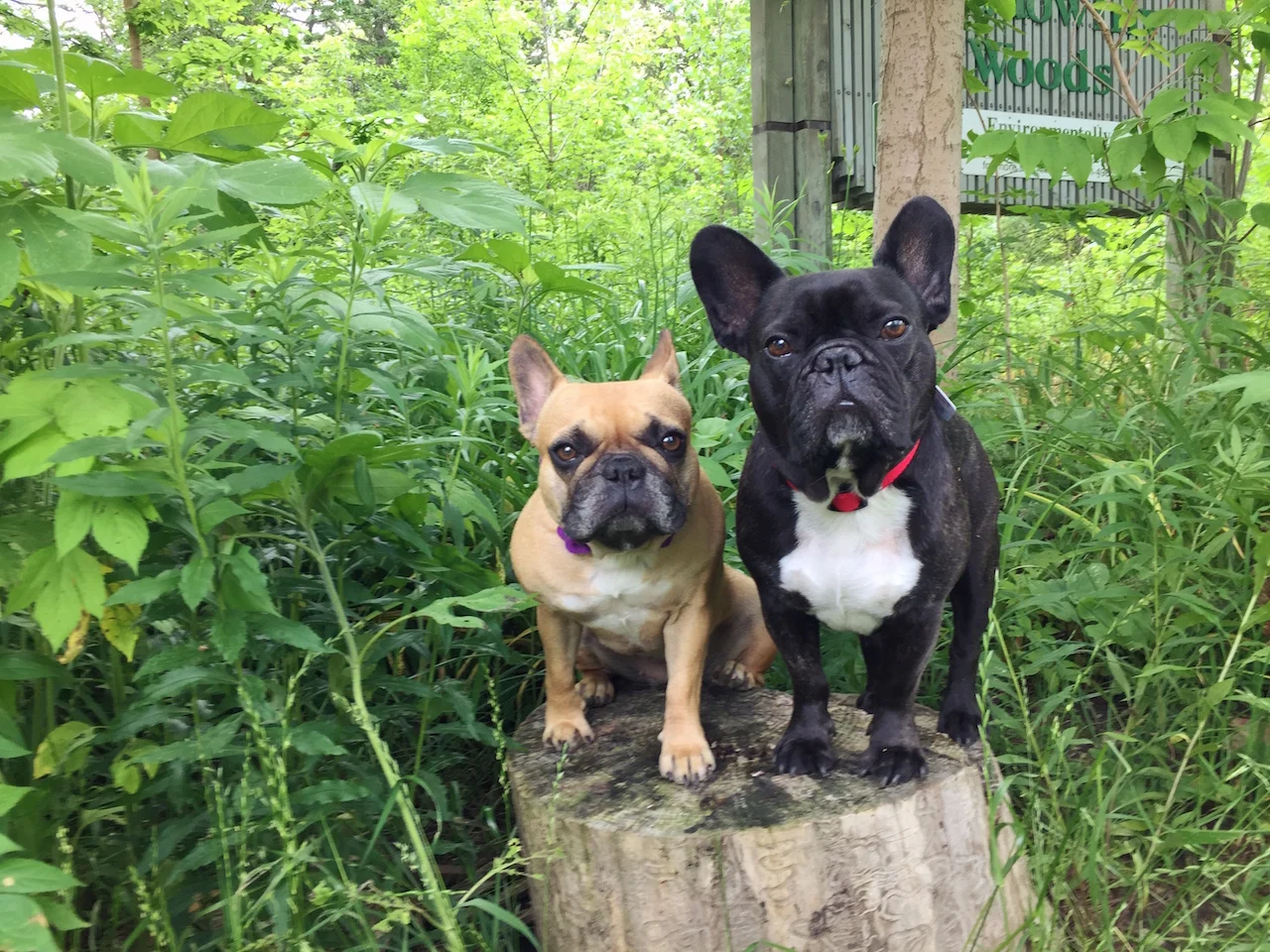 THURSDAY MORNINGTIMES... DOOP DEE DOOPING IN MEADOWLILLY WOODS!! (24 photos + gallery) 