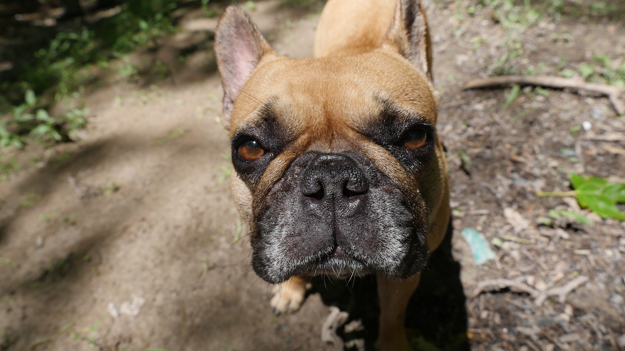 MORNINGTIMES WITH MIRABELLE... AT EUSTON PARK!! (15 photos) 